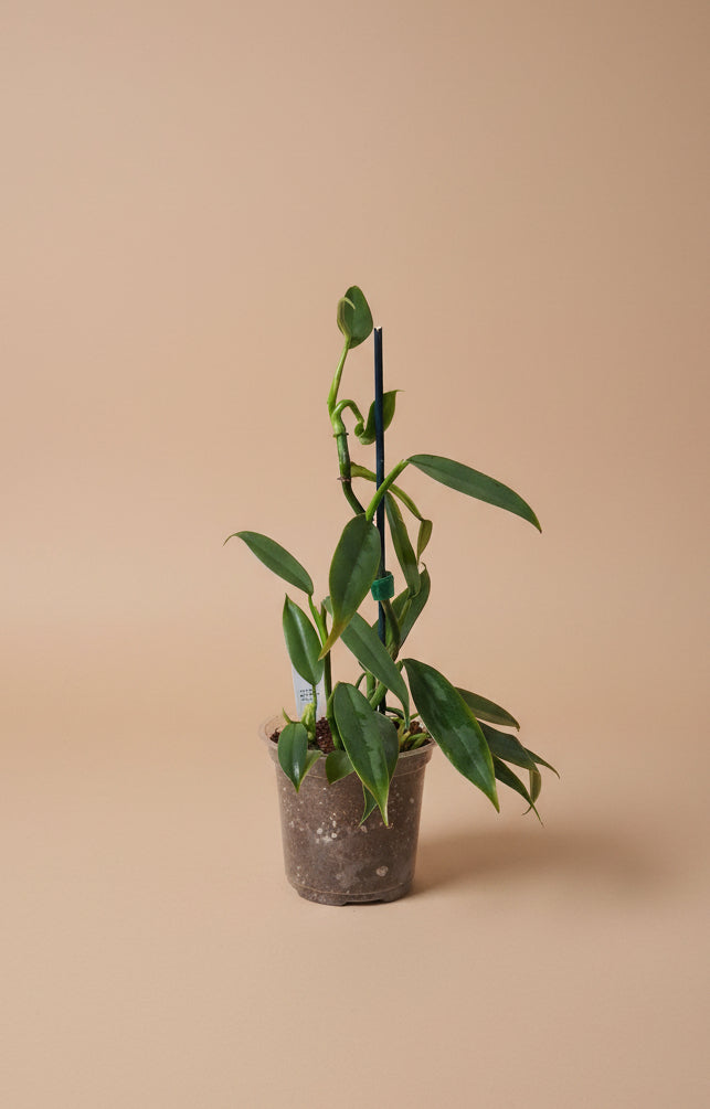 Philodendron Hastatum ‘Narrow’ features sleek silver-green leaves and elegant climbing growth. A collector philodendron perfect for bright indoor spaces.