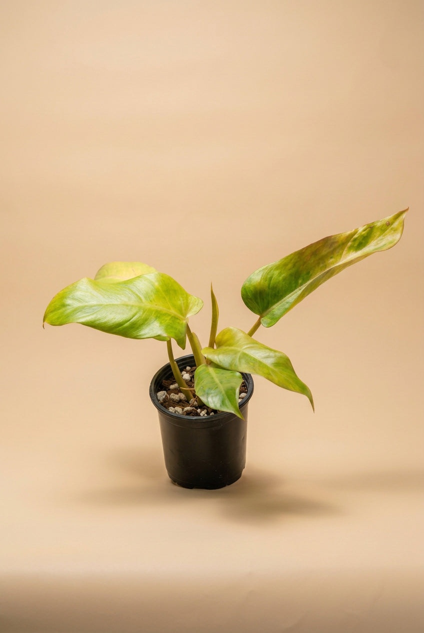 Brighten your indoor jungle with Philodendron ‘Maui Yellow,’ featuring glossy green leaves and yellow variegation. Perfect for climbing or trailing.
