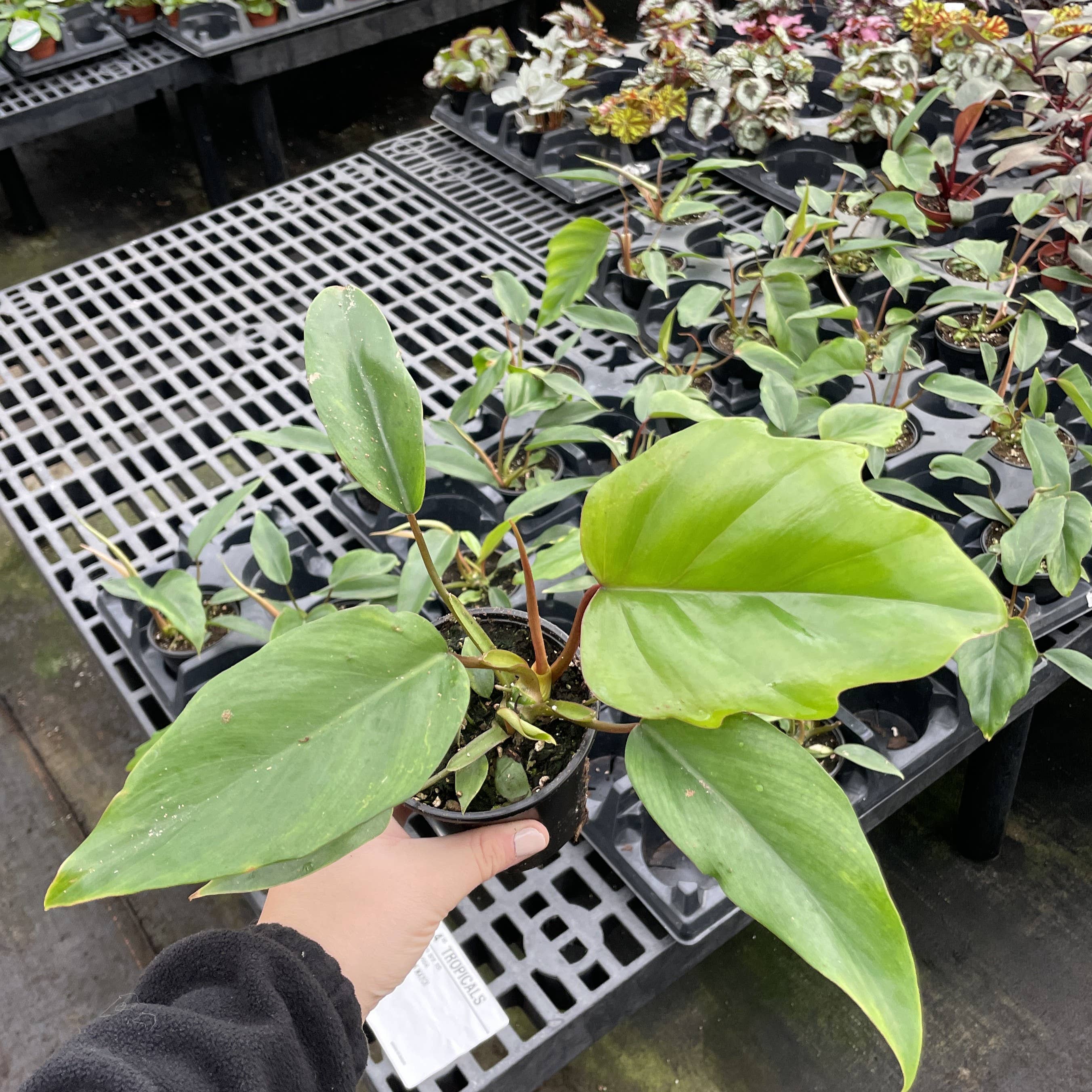 Philodendron Mayoi features bold, tropical, palm-like leaves and fast growth—perfect for creating a wild, lush jungle vibe in your home or plant collection.