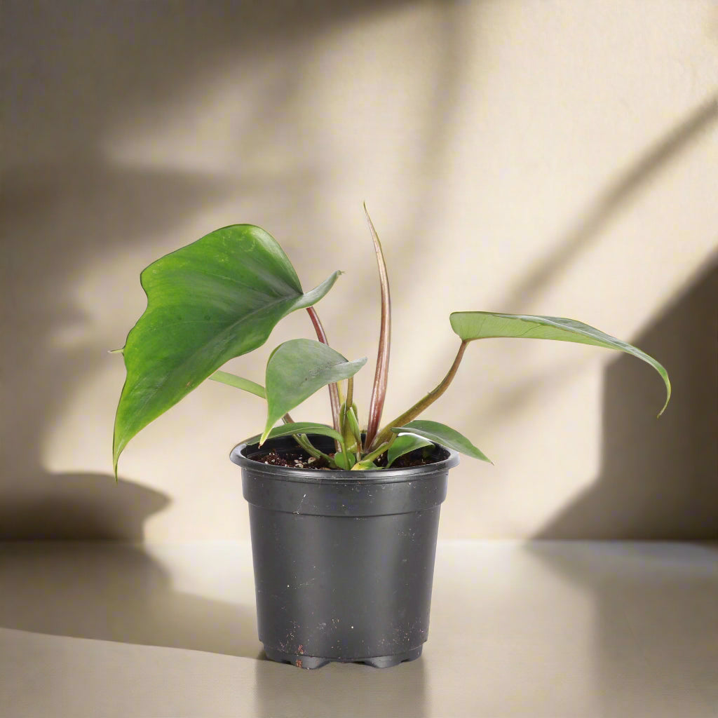 Philodendron Mayoi features bold, tropical, palm-like leaves and fast growth—perfect for creating a wild, lush jungle vibe in your home or plant collection.