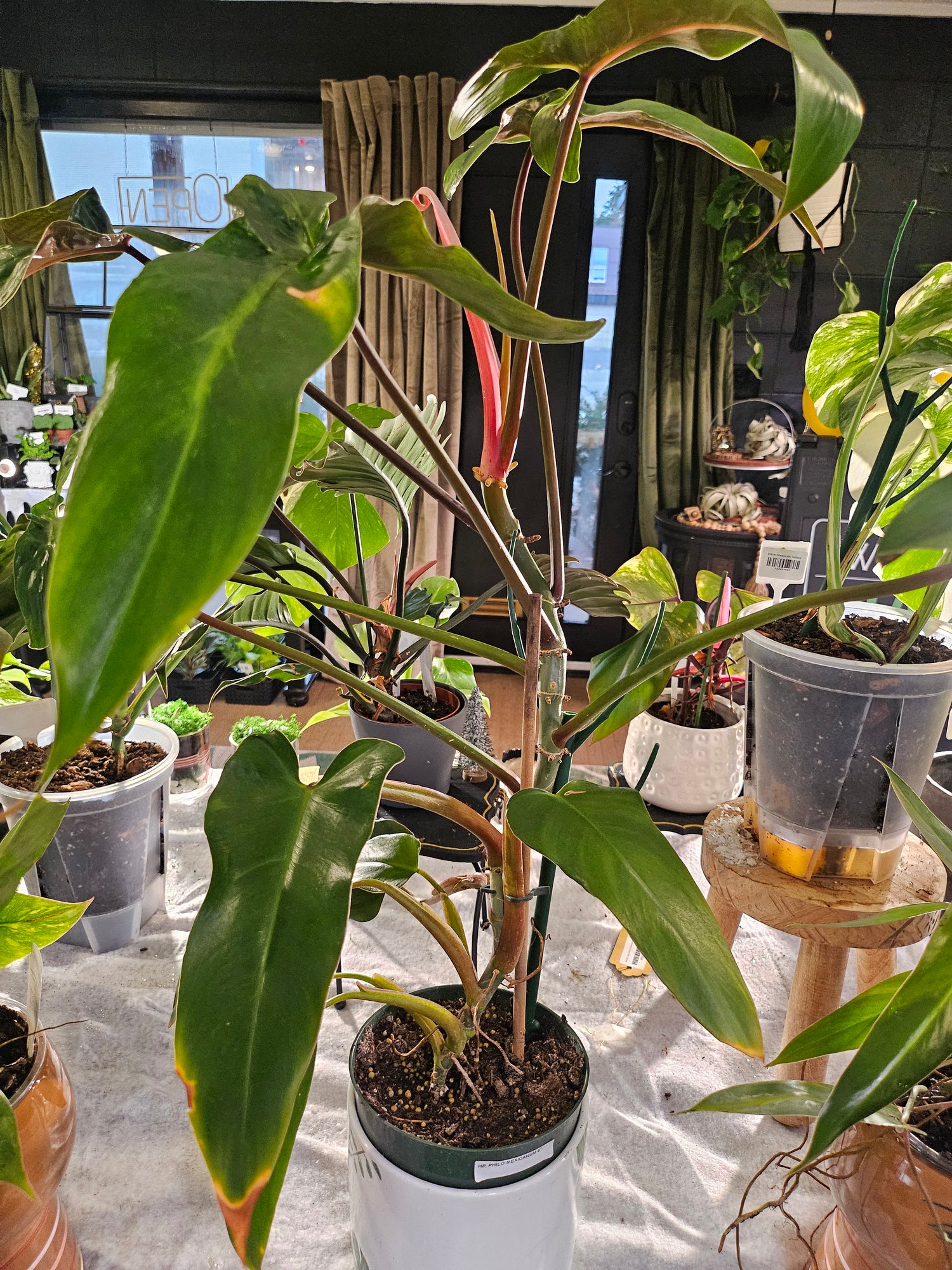 The Philodendron Mexicanum is a rare tropical climber with striking tri-lobed leaves, deep green tops, and maroon undersides. Perfect for indoor spaces, it thrives in bright, indirect light with minimal care. A must-have for plant collectors, adding bold, exotic beauty to any home.