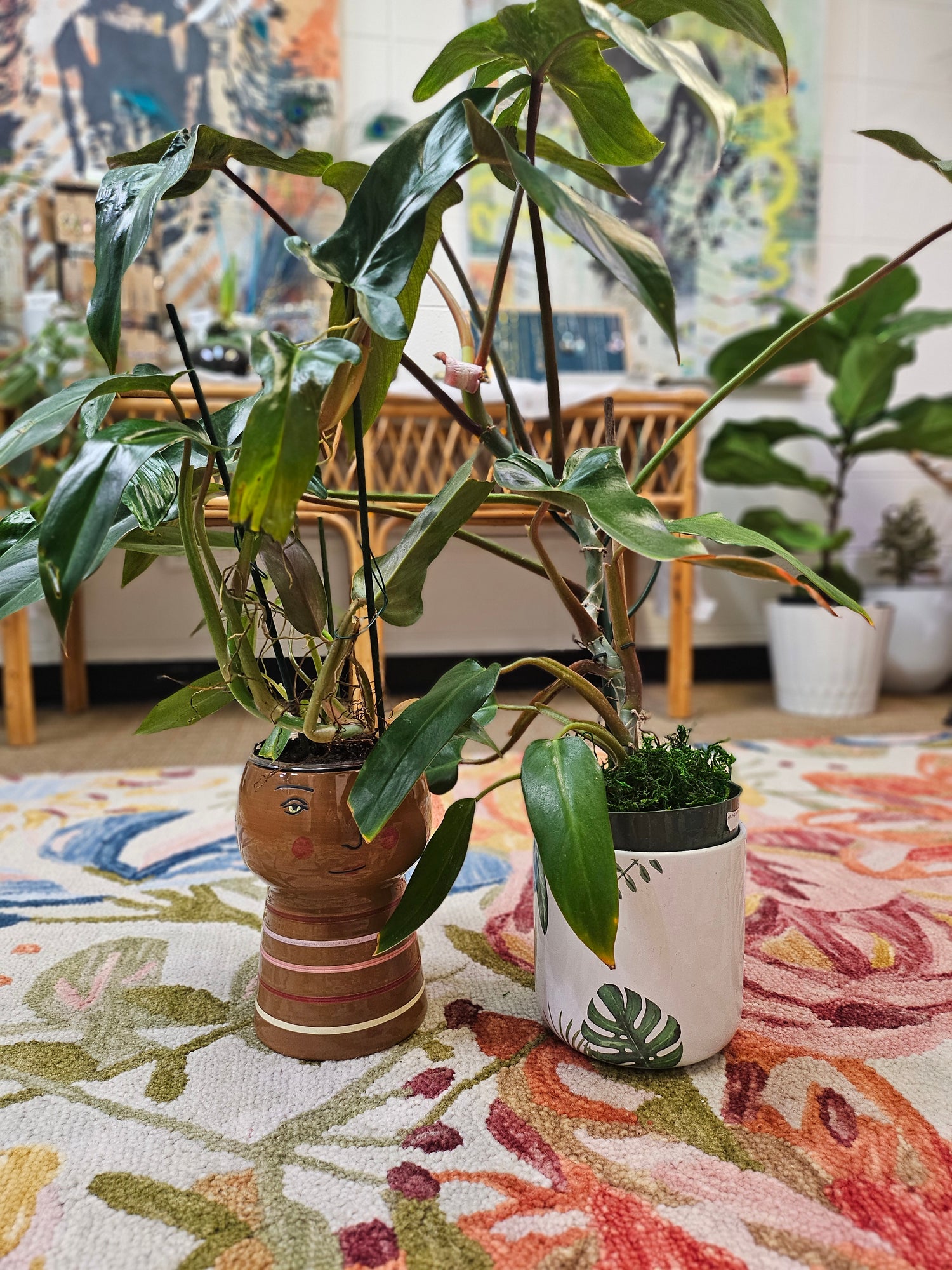 The Philodendron Mexicanum is a rare tropical climber with striking tri-lobed leaves, deep green tops, and maroon undersides. Perfect for indoor spaces, it thrives in bright, indirect light with minimal care. A must-have for plant collectors, adding bold, exotic beauty to any home.