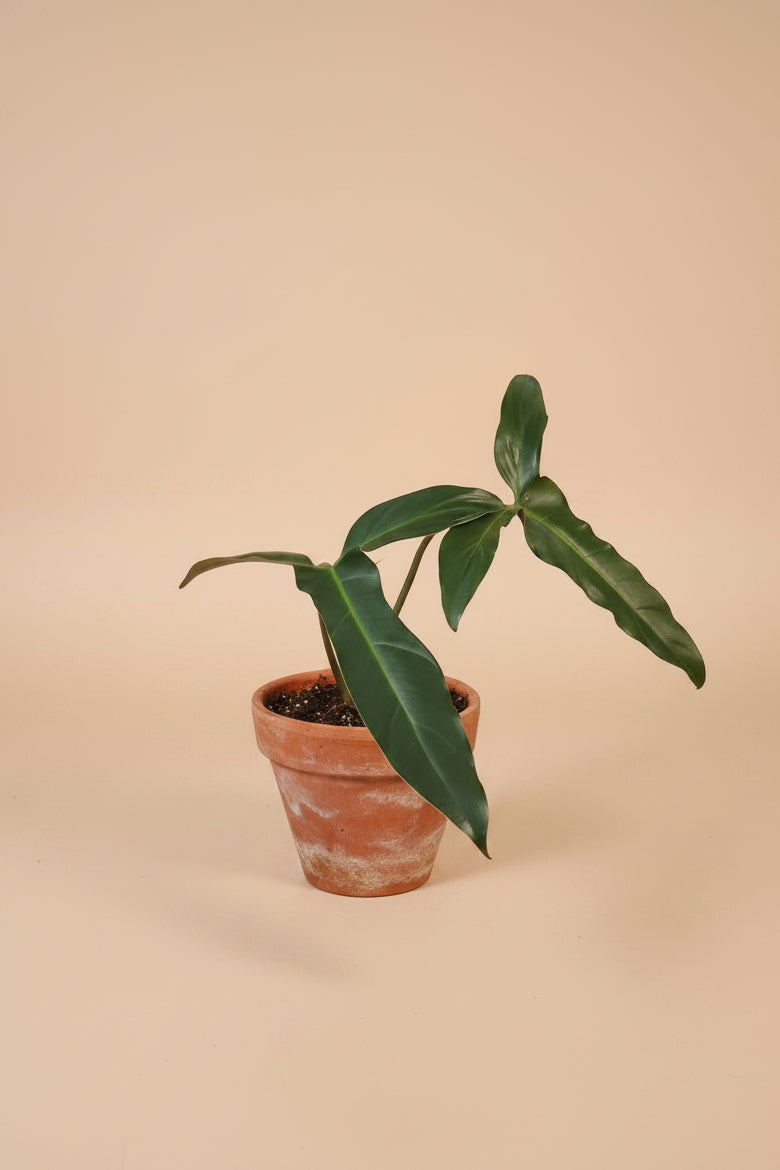 The Philodendron Mexicanum is a rare tropical climber with striking tri-lobed leaves, deep green tops, and maroon undersides.