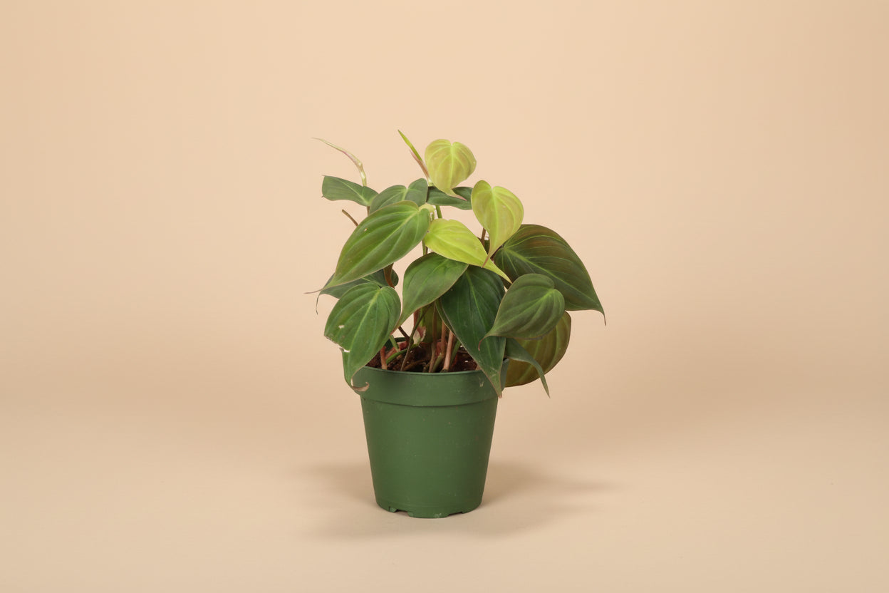 The Philodendron Micans is a sought-after trailing houseplant with velvety, heart-shaped leaves in dark green and orange hues.