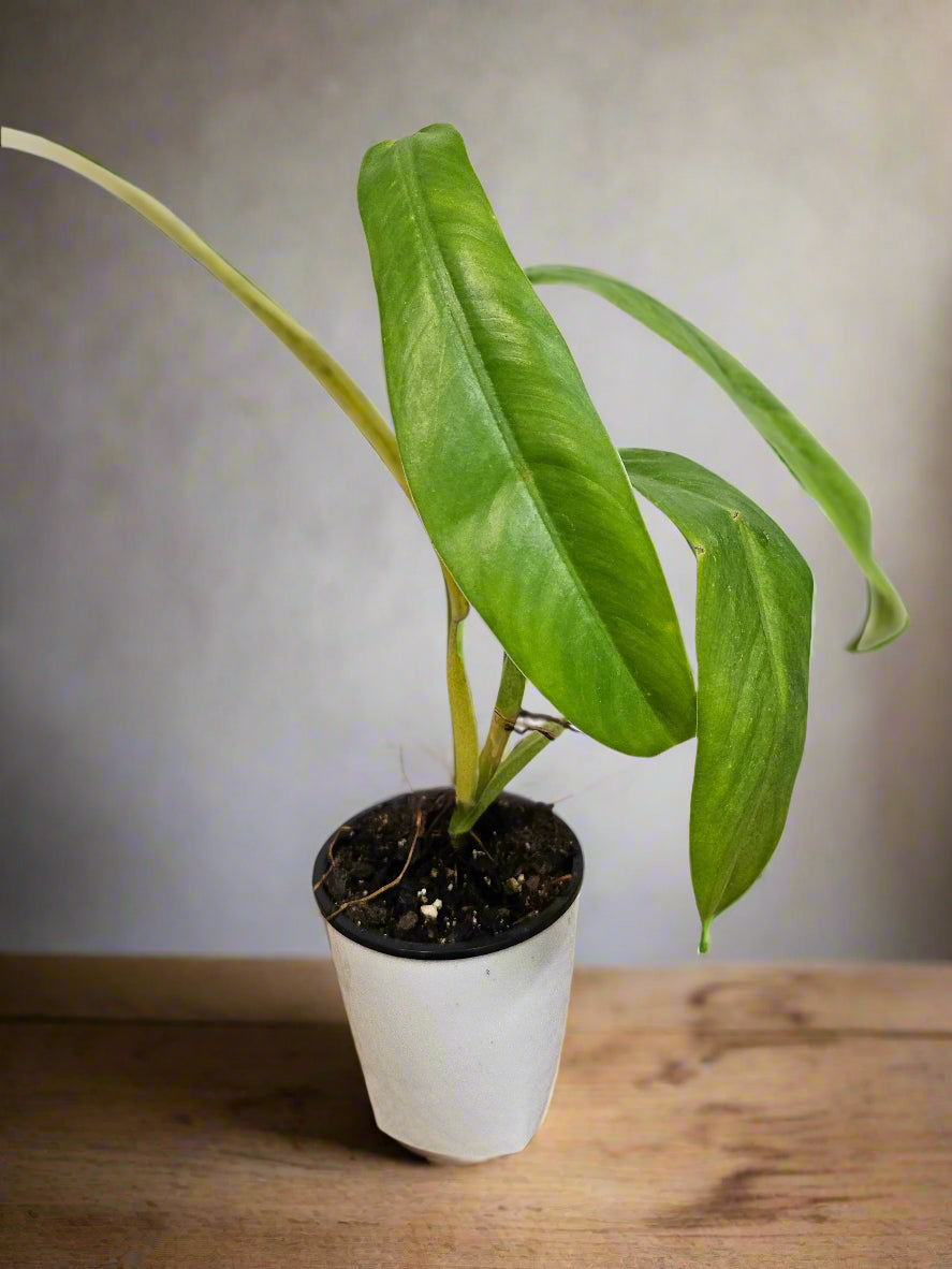 noid philodendron Philodendron NOID 5" Plant