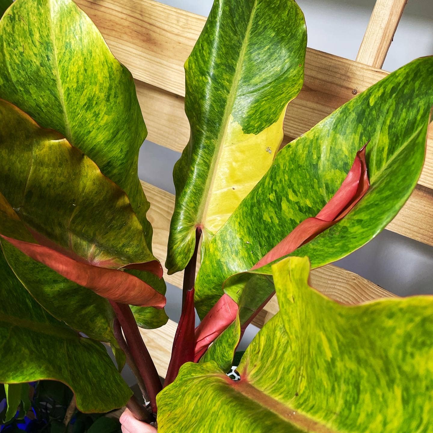 The rare Philodendron Painted Lady x Orange Juice Variegated (Orange Marmalade Indonesian Form) Rare 2.5" Plant boasts fiery variegation. Thrives in bright, indirect light in a well-draining pot.