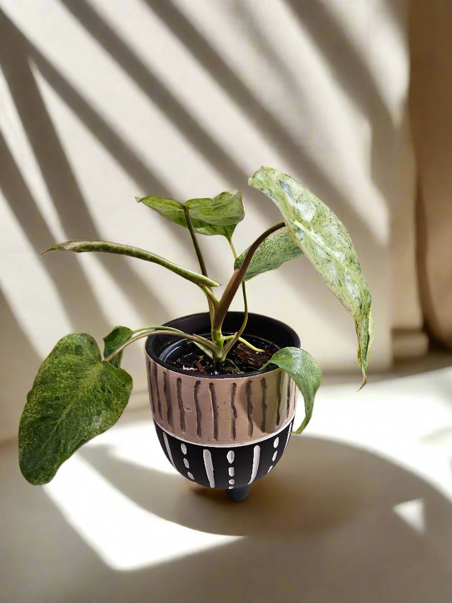 The Philodendron Parao Verde is a rare tropical beauty prized for its marbled green variegation, slow growth, and stunning, one-of-a-kind foliage.