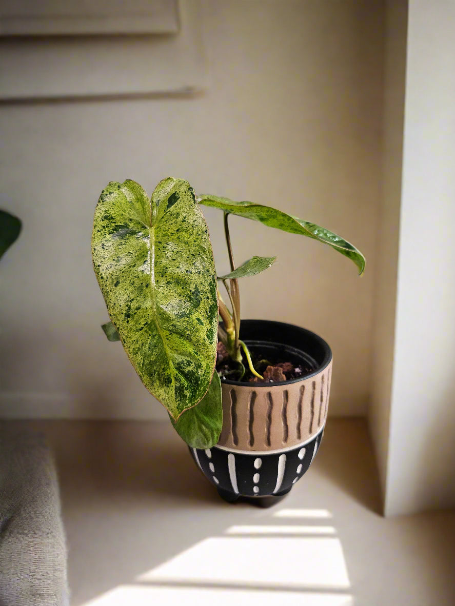 The Philodendron Parao Verde is a rare tropical beauty prized for its marbled green variegation, slow growth, and stunning, one-of-a-kind foliage.