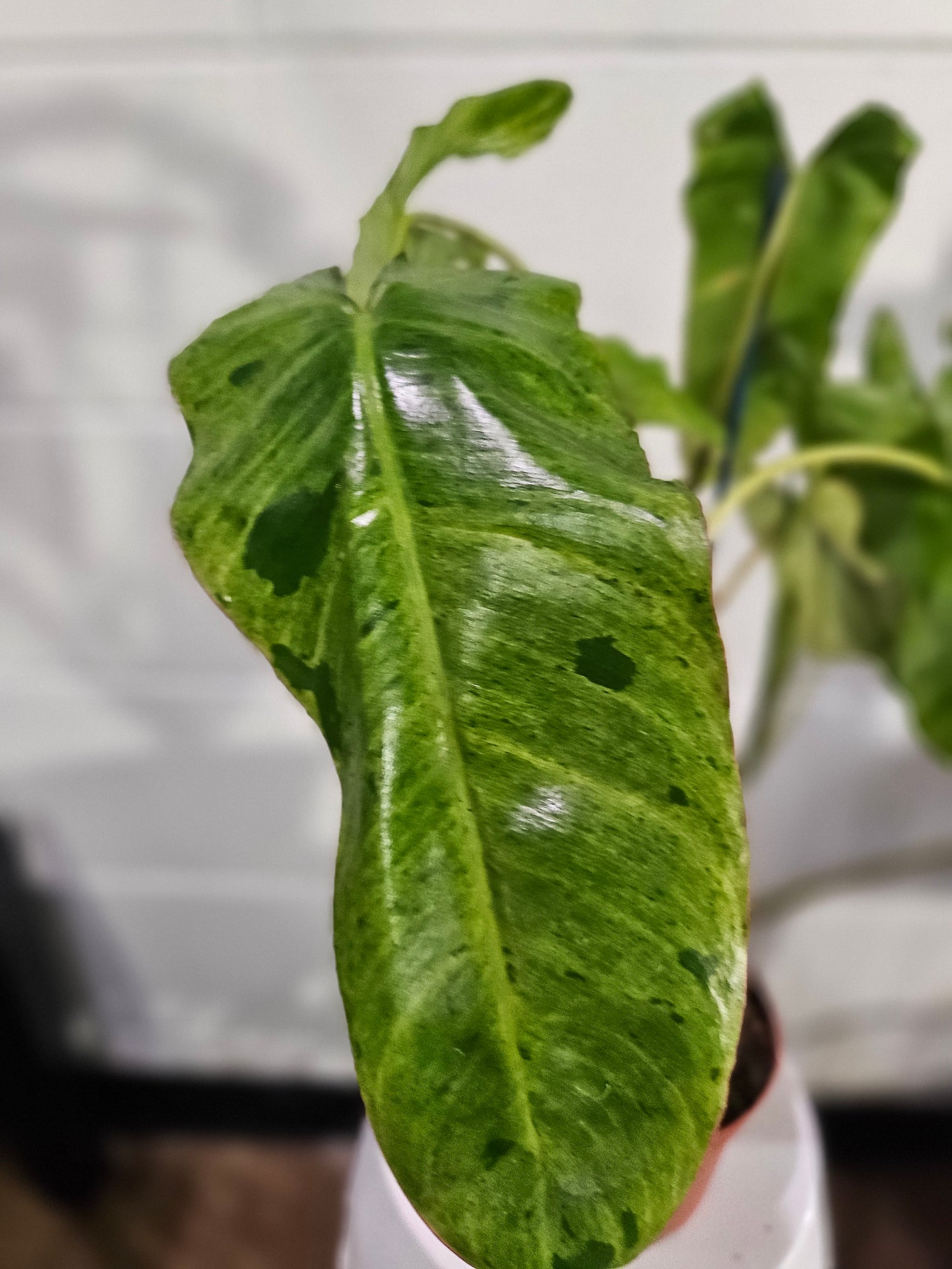 The Philodendron Parao Verde is a rare tropical beauty prized for its marbled green variegation, slow growth, and stunning, one-of-a-kind foliage.