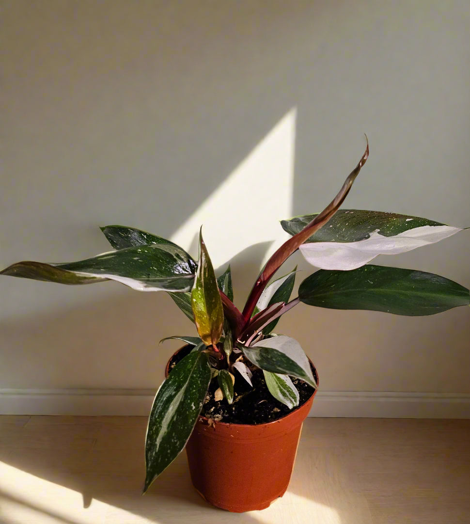 Philodendron ‘Pink Knight’ is a rare hybrid bursting with pink, white, and green foliage—perfect for collectors seeking color, contrast, and a statement piece.