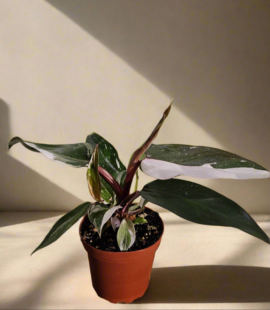 Philodendron ‘Pink Knight’ is a rare hybrid bursting with pink, white, and green foliage—perfect for collectors seeking color, contrast, and a statement piece.