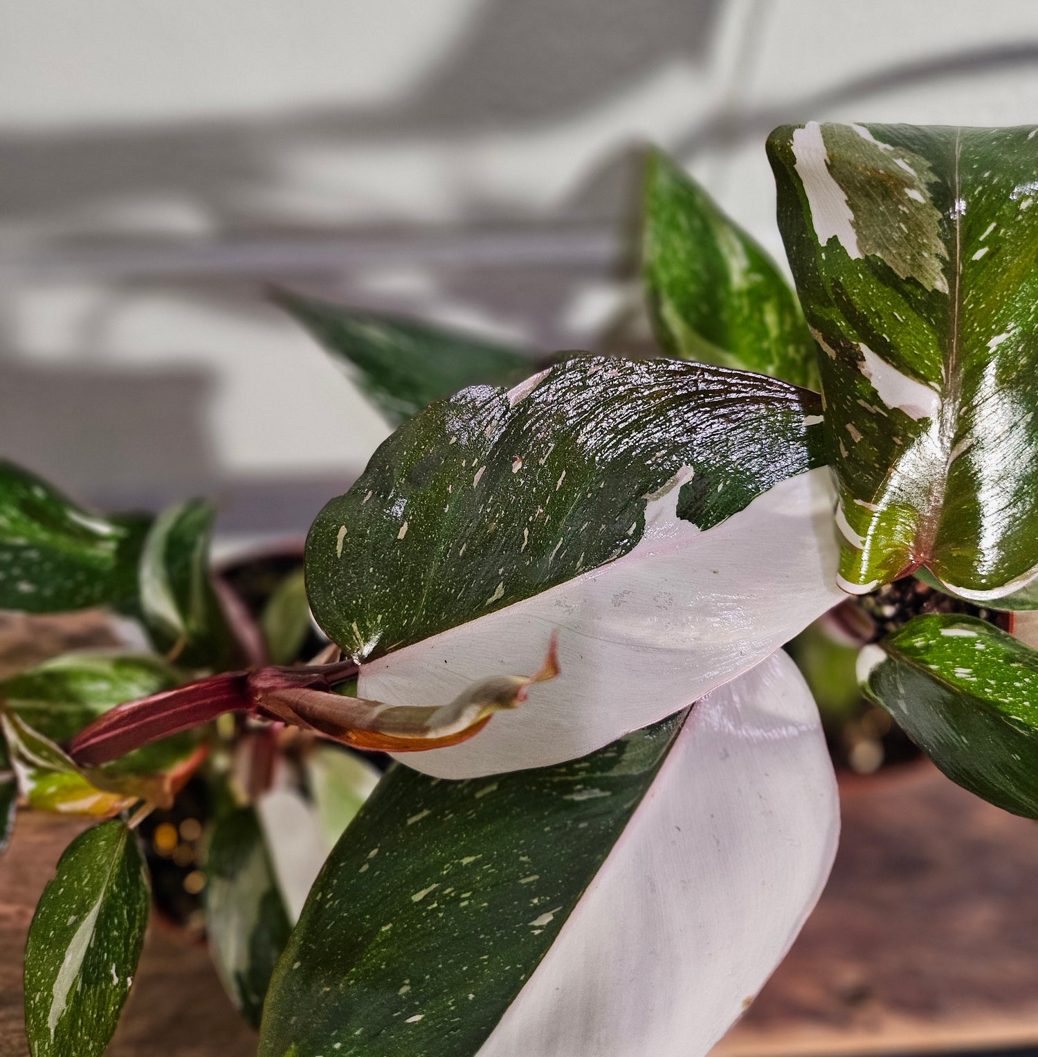 Philodendron ‘Pink Knight’ is a rare hybrid bursting with pink, white, and green foliage—perfect for collectors seeking color, contrast, and a statement piece.
