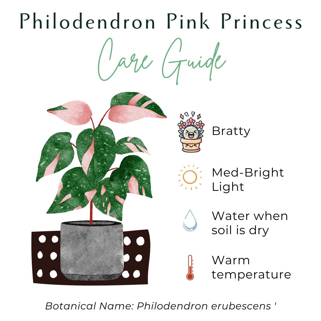 The Pink Princess Philodendron is a highly sought-after houseplant known for its stunning pink variegation. With dark green leaves splashed with vibrant pink and white, it’s a favorite among collectors. Thriving in bright, indirect light, this plant adds bold color to any space.