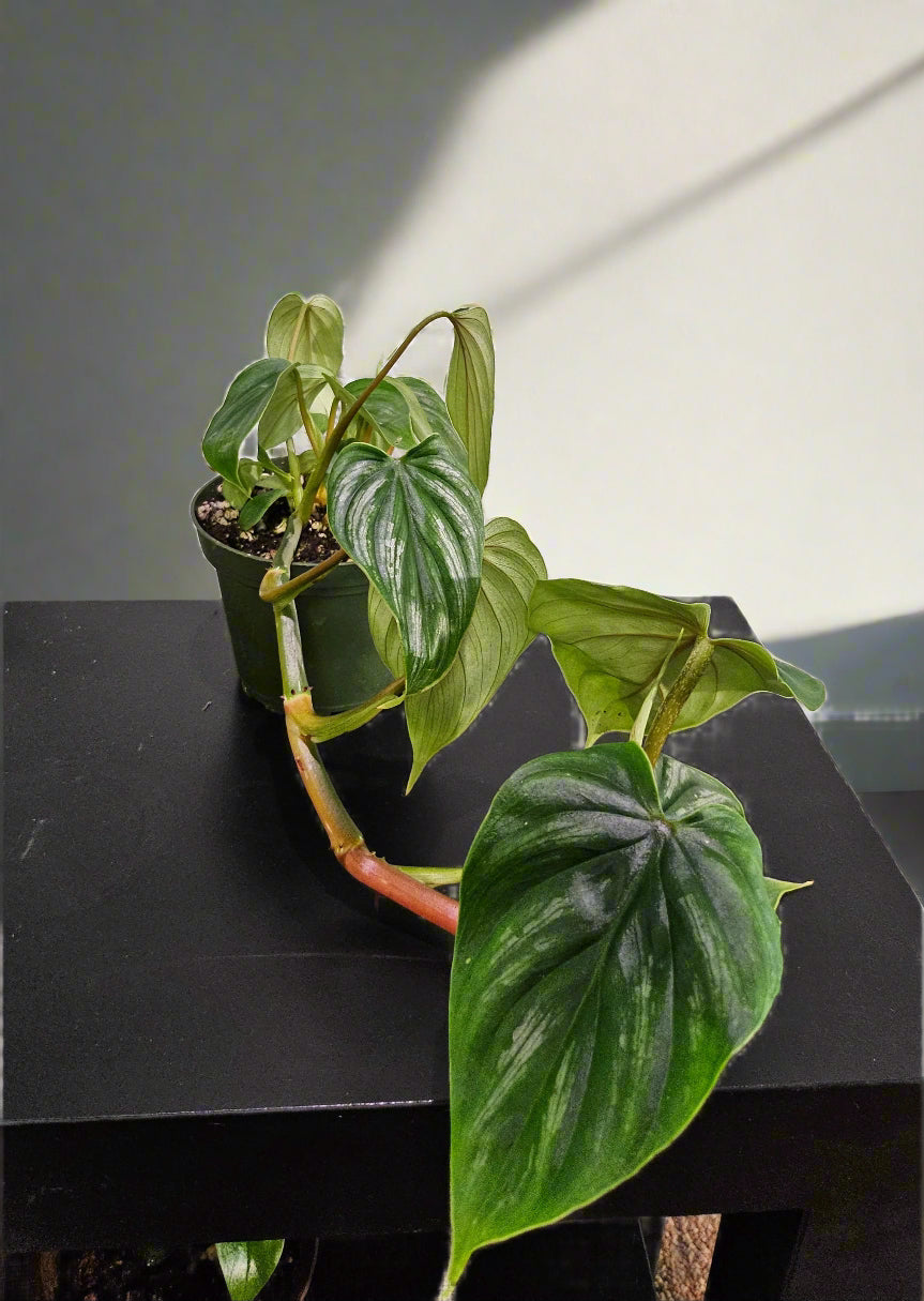 Philodendron Plowmanii is a rare, ground-crawling aroid with bold, rippled leaves and striking texture—an exotic, sculptural gem for collectors.