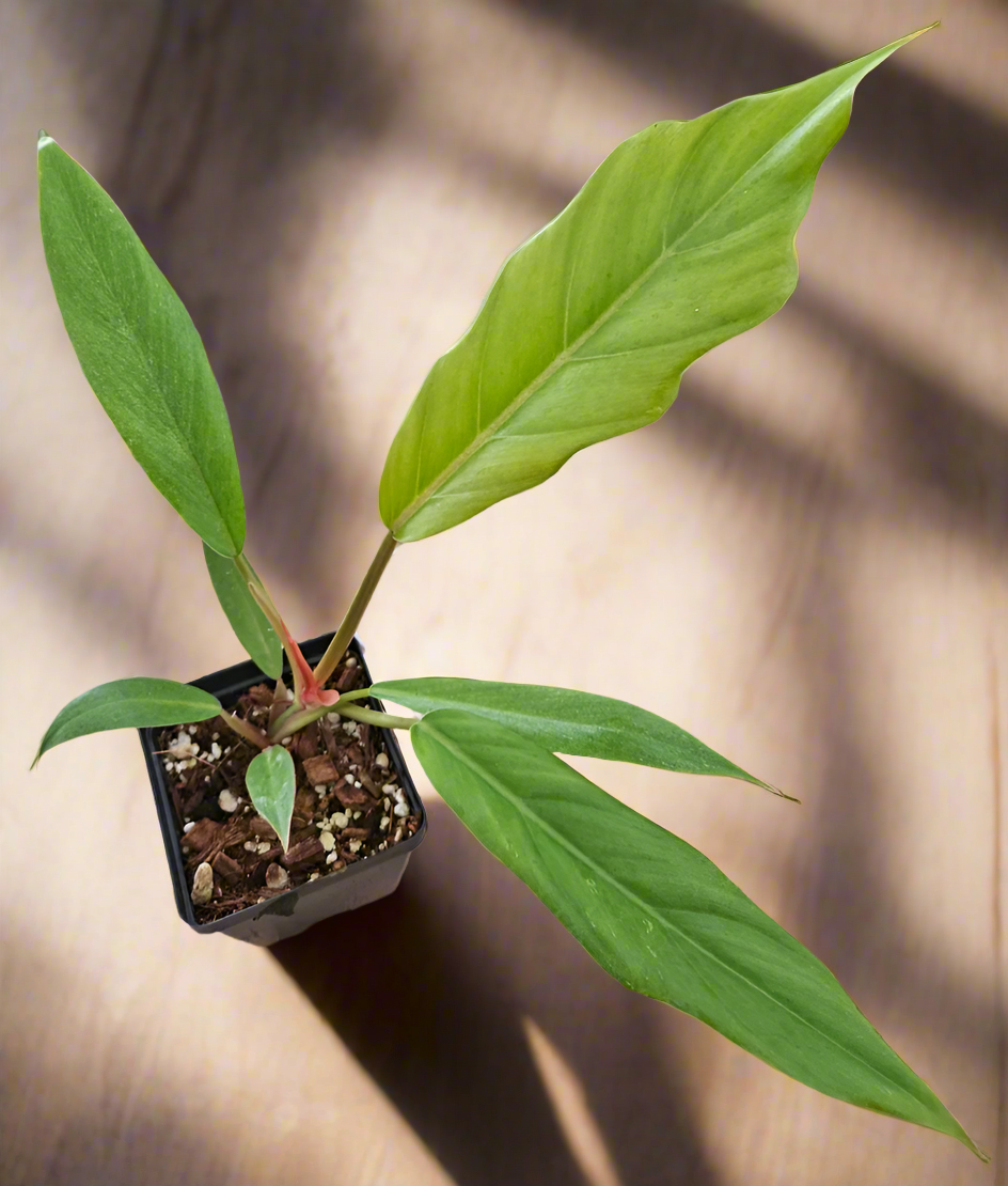 philodendron pluto for sale Philodendron Pluto 4" Rare Plant (Philodendron x 'Pluto')
