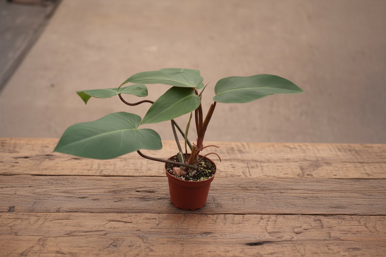 Philodendron Red Emerald is a fast-growing tropical aroid with glossy green leaves and bold red stems—easy care, perfect for indoor jungles.