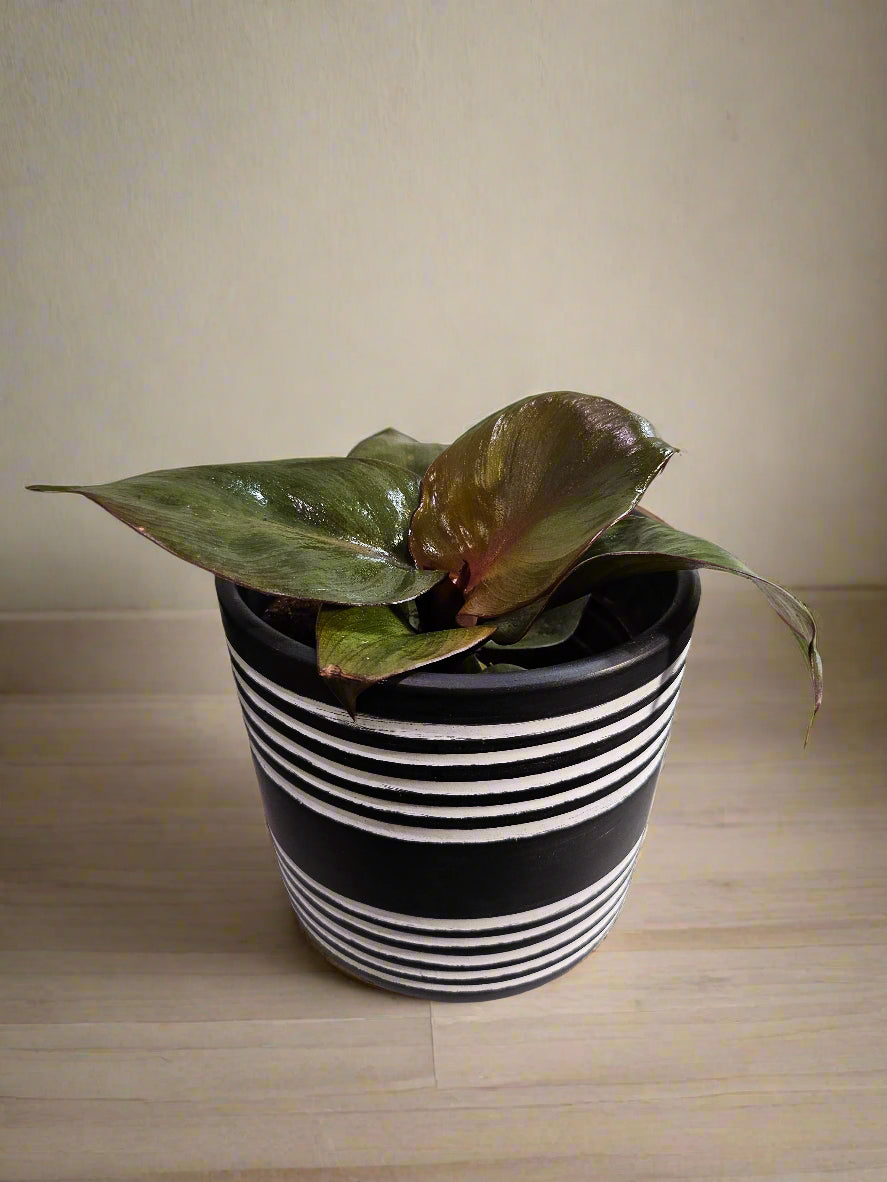 The Philodendron Red Heart is a vibrant tropical plant known for its striking red leaves that mature into deep green. Its compact growth and heart-shaped foliage make it ideal for desks, shelves, or smaller spaces.