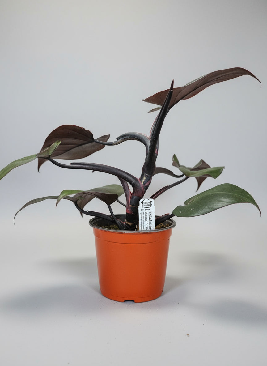 Philodendron Rubrum CV Pink brings blush accents and bold foliage to your space. An uncommon, easy-care plant ideal for collectors and tropical plant lovers.