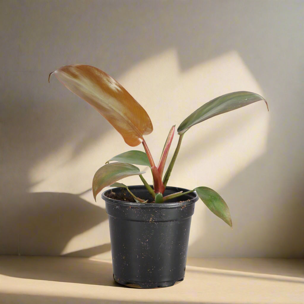 Philodendron Sayaka is a rare hybrid with silvery heart-shaped leaves and lush tropical form—perfect for collectors seeking low-maintenance, jungle elegance.