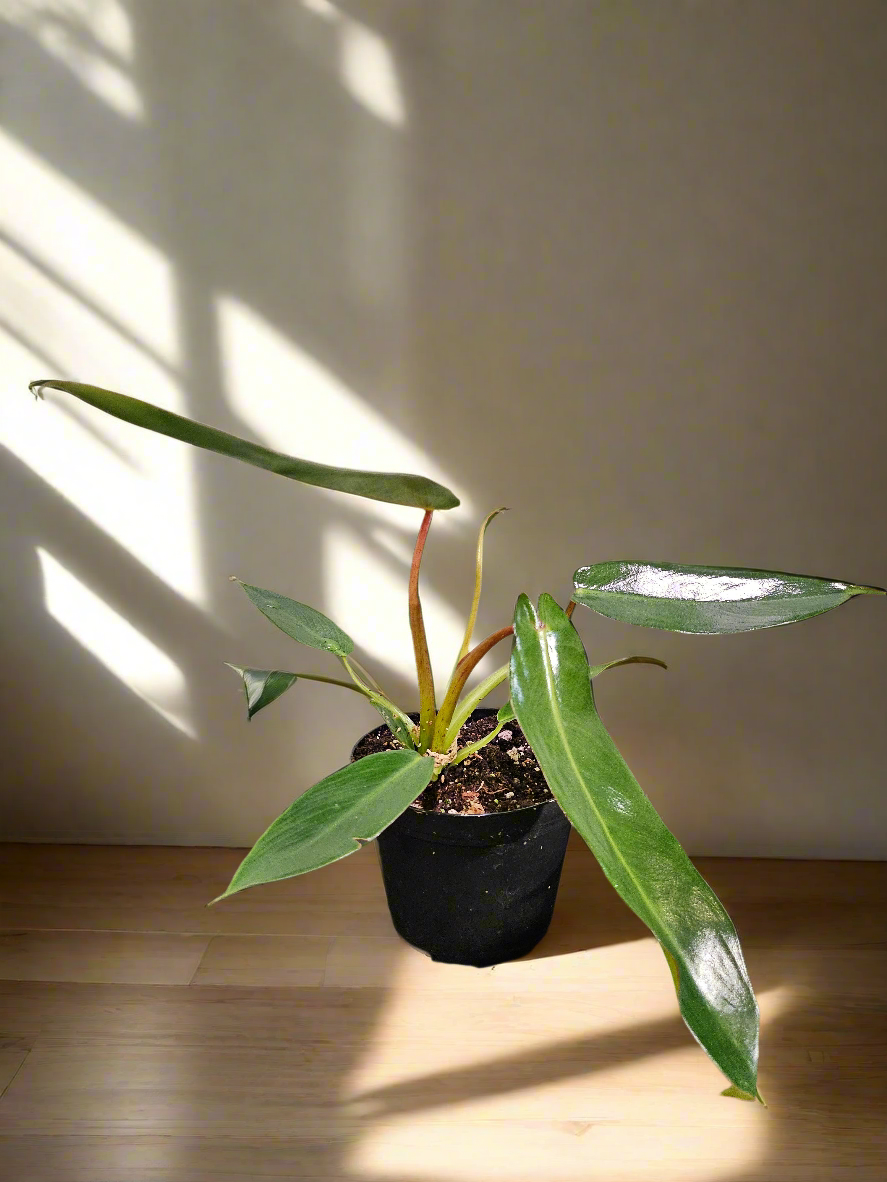Rare and revered, the Philodendron Spiritus Sancti is the “Holy Grail” of plants—an ethereal, sculptural beauty prized by serious collectors worldwide.