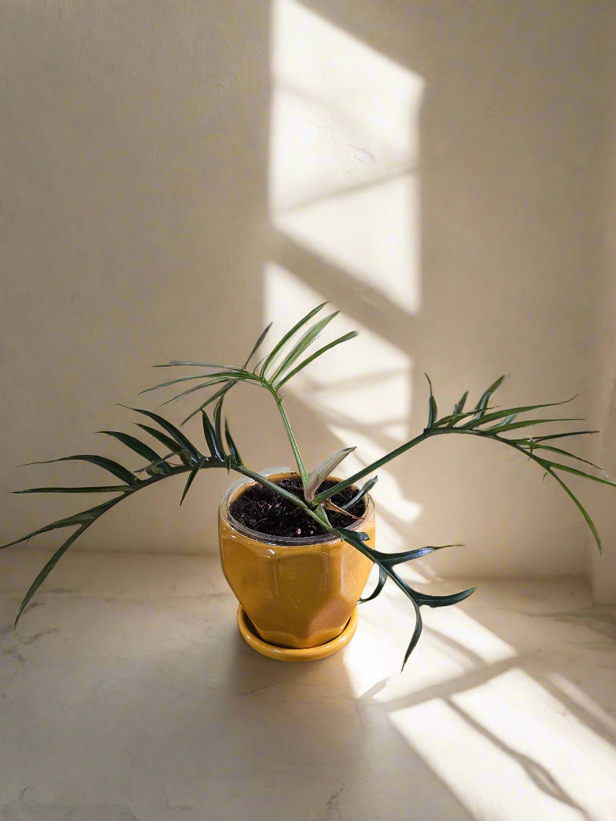 The Philodendron Tortum is a rare, fast-growing vine with deep-cut, skeleton-like leaves, making it a striking centerpiece for any plant collection. Thriving in bright, indirect light, it adds unique, architectural greenery to your space. Perfect for plant enthusiasts, this chill plant grows quickly and stands out with its bold foliage.