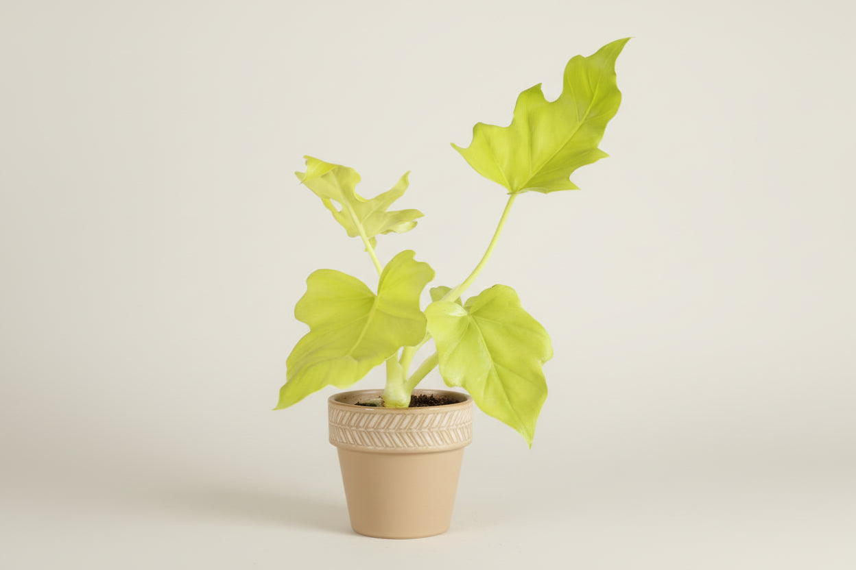 Philodendron Warscewiczii Neon features glowing neon yellow, lobed leaves that intensify in bright indirect light. A rare, collector-worthy aroid.