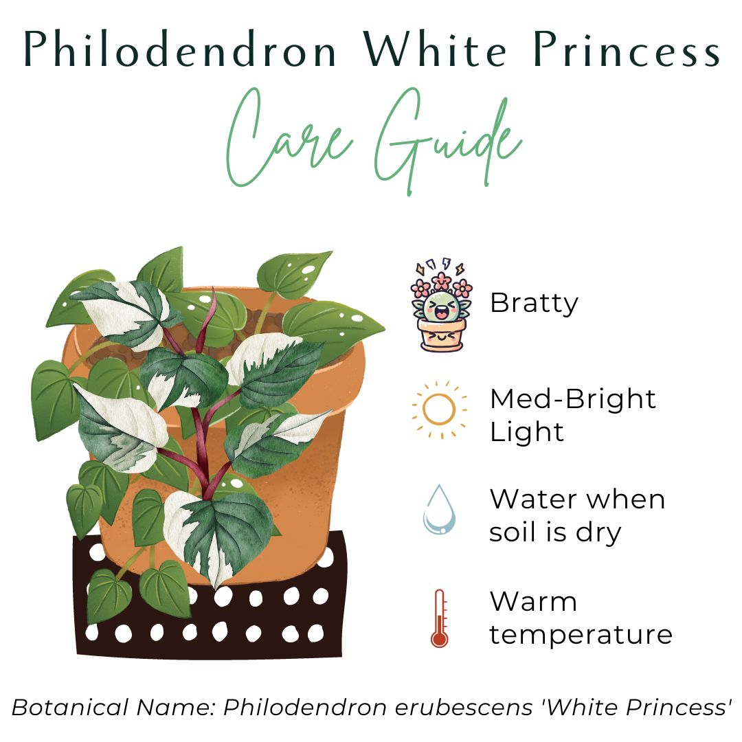 The Philodendron White Princess is a rare, highly sought-after houseplant with striking variegated foliage. Its glossy green and creamy white leaves create a stunning contrast, making it a showpiece in any indoor space. Thriving in bright, indirect light, it adds elegance to any plant collection while enhancing variegation.