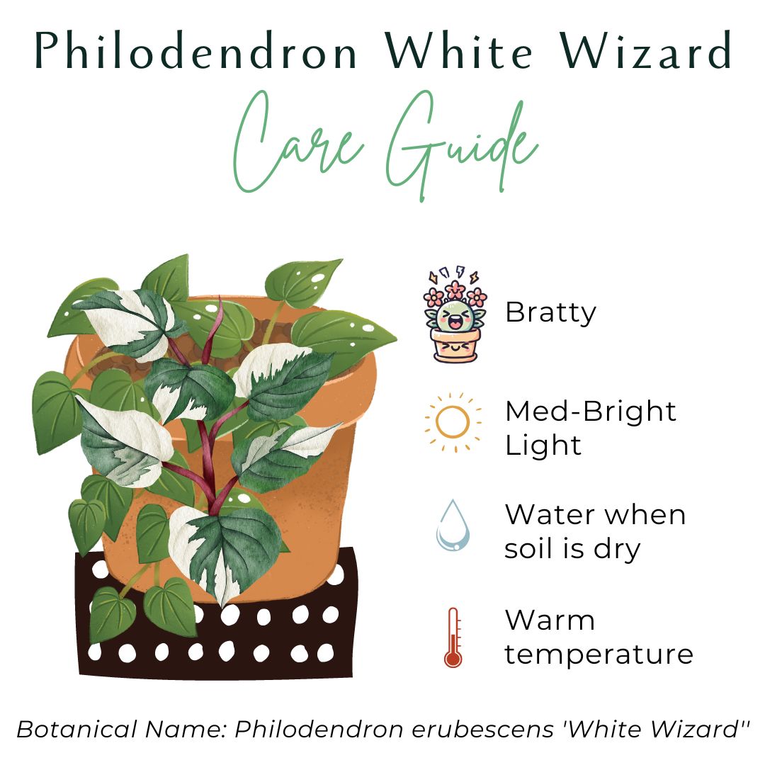 The Philodendron White Wizard is a rare climbing aroid prized for its striking green leaves splashed with white variegation.