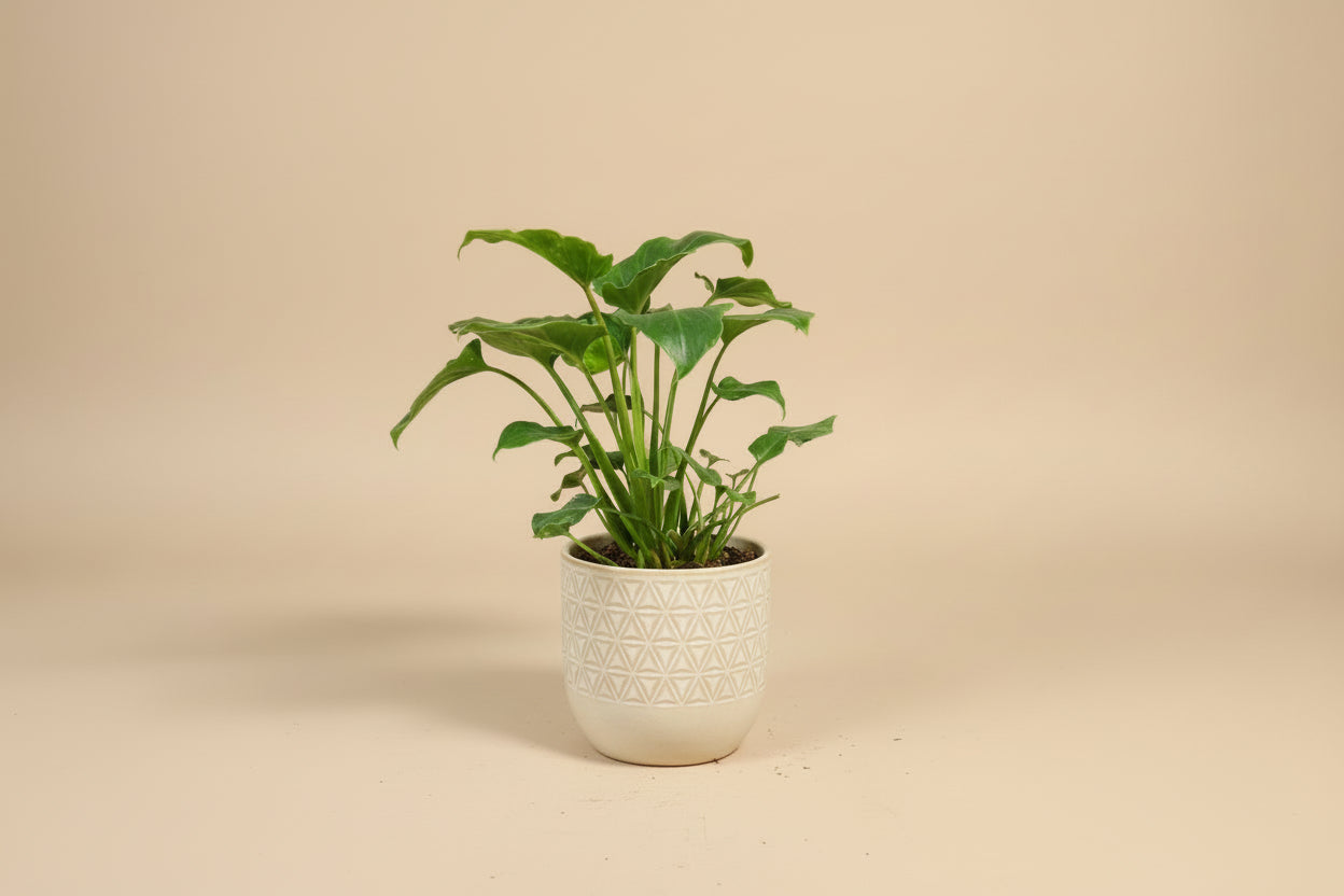 Philodendron Xanadu 4” features lush, deeply lobed green leaves and a compact, tropical form—an easy-care plant perfect for modern indoor spaces.