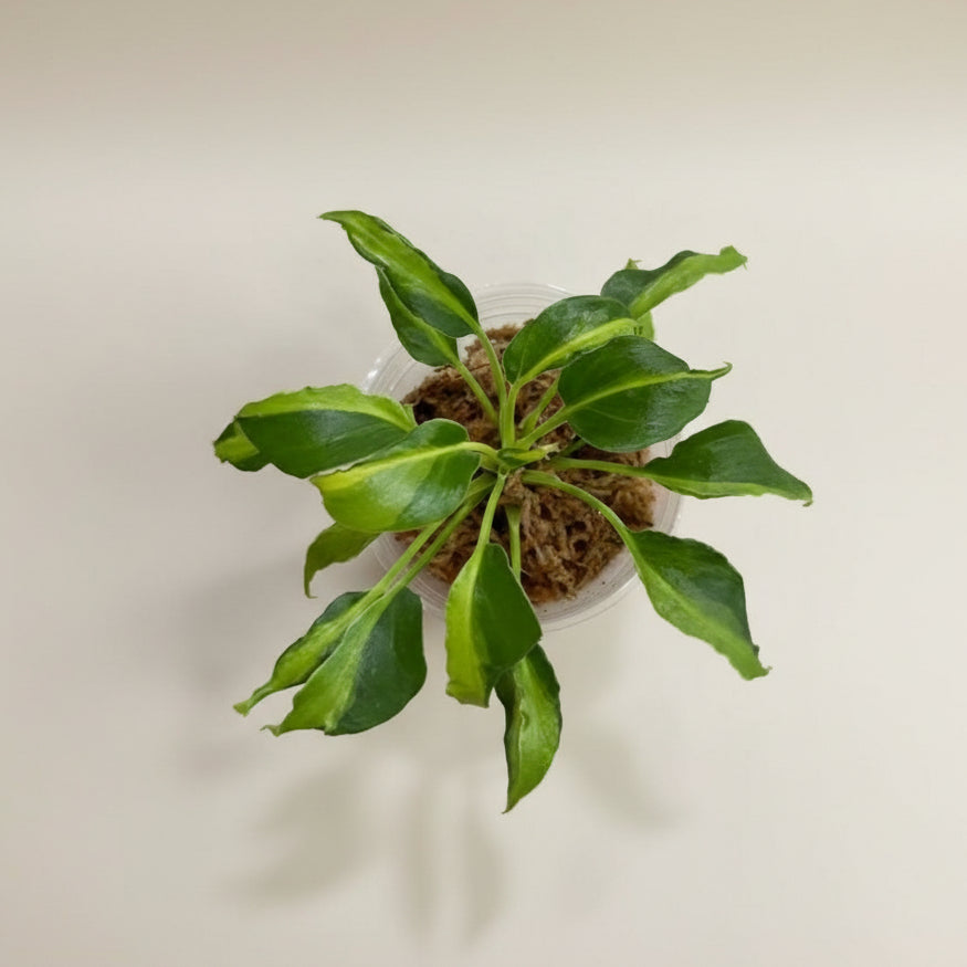 Philodendron Xanadu Dwarf Variegated features creamy marbled leaves and compact tropical growth. A rare collector plant perfect for bright, indirect light.