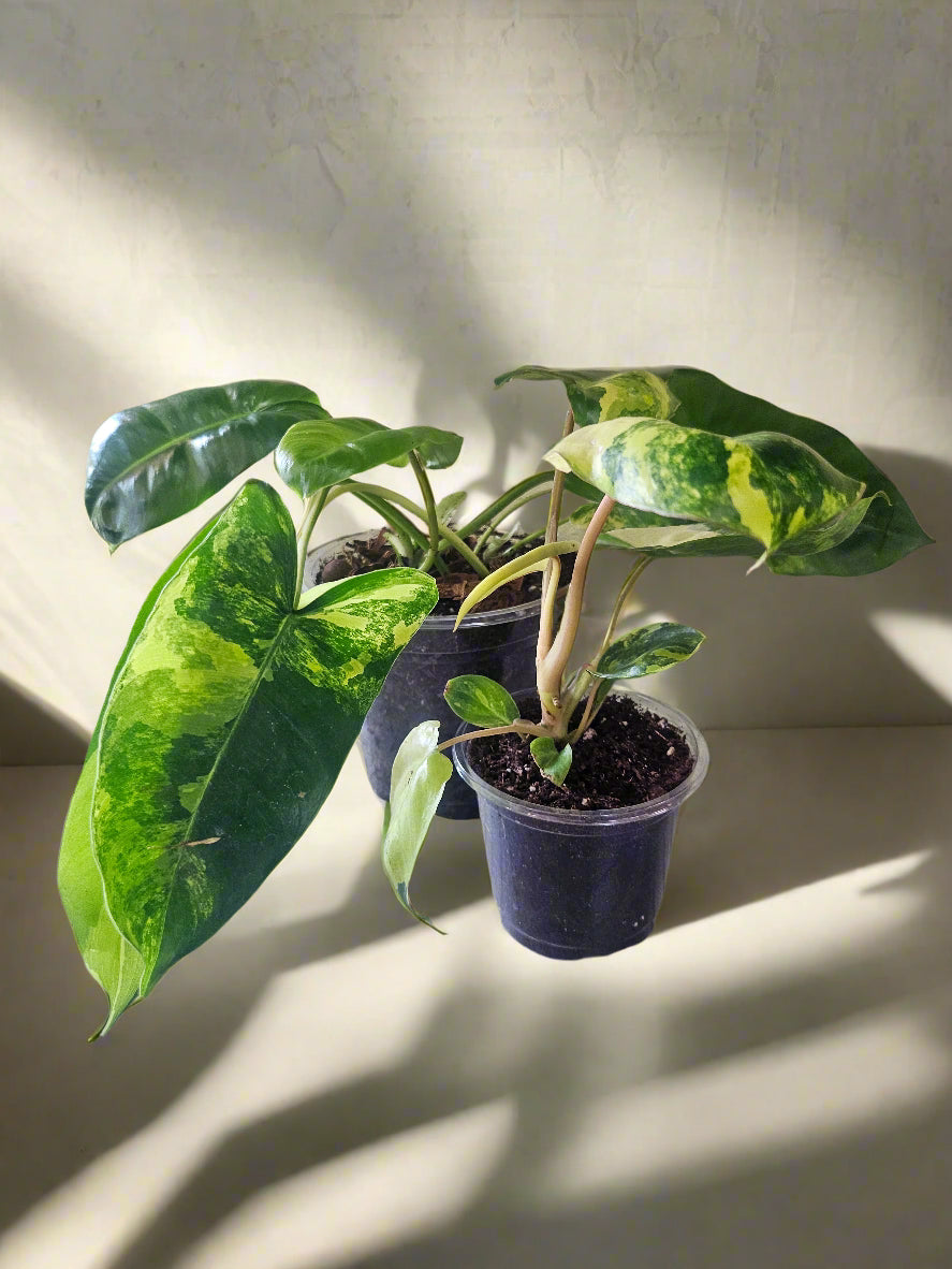 Rare Philodendron burle-marxii variegated with glossy, paddle-shaped leaves splashed in creamy white and yellow variegation.