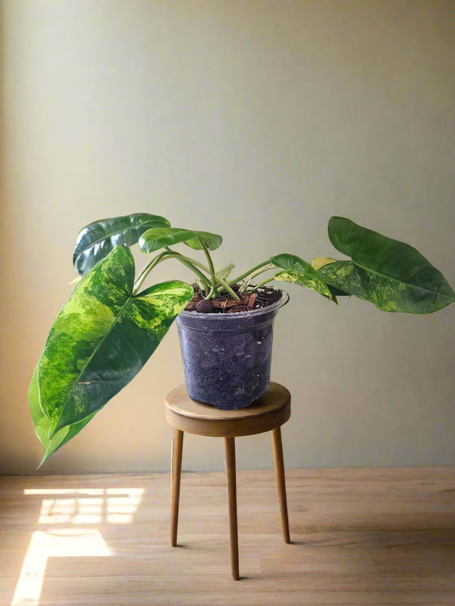 Rare Philodendron burle-marxii variegated with glossy, paddle-shaped leaves splashed in creamy white and yellow variegation.