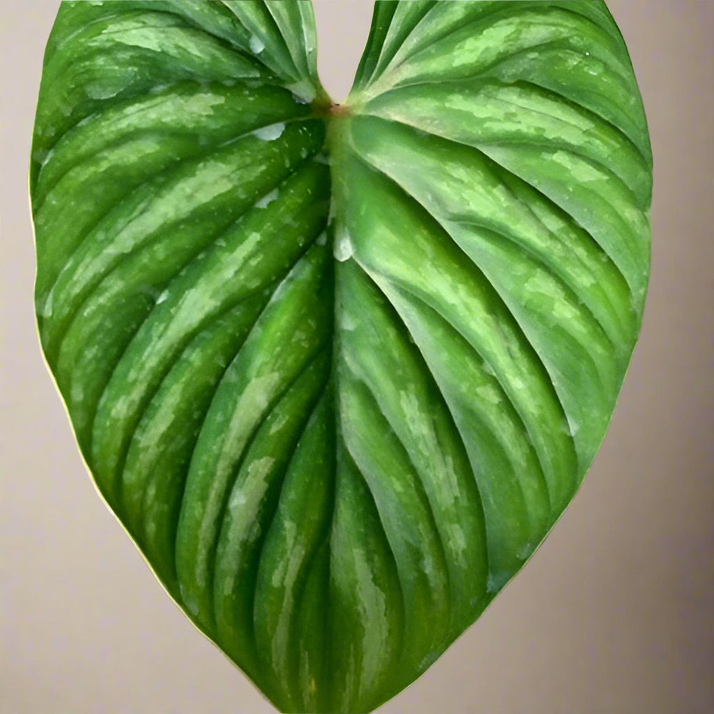 Philodendron plowmanii ‘Watermelon’ is a rare crawling aroid with rippled, heart-shaped leaves patterned like watermelon rind. A true collector’s gem.