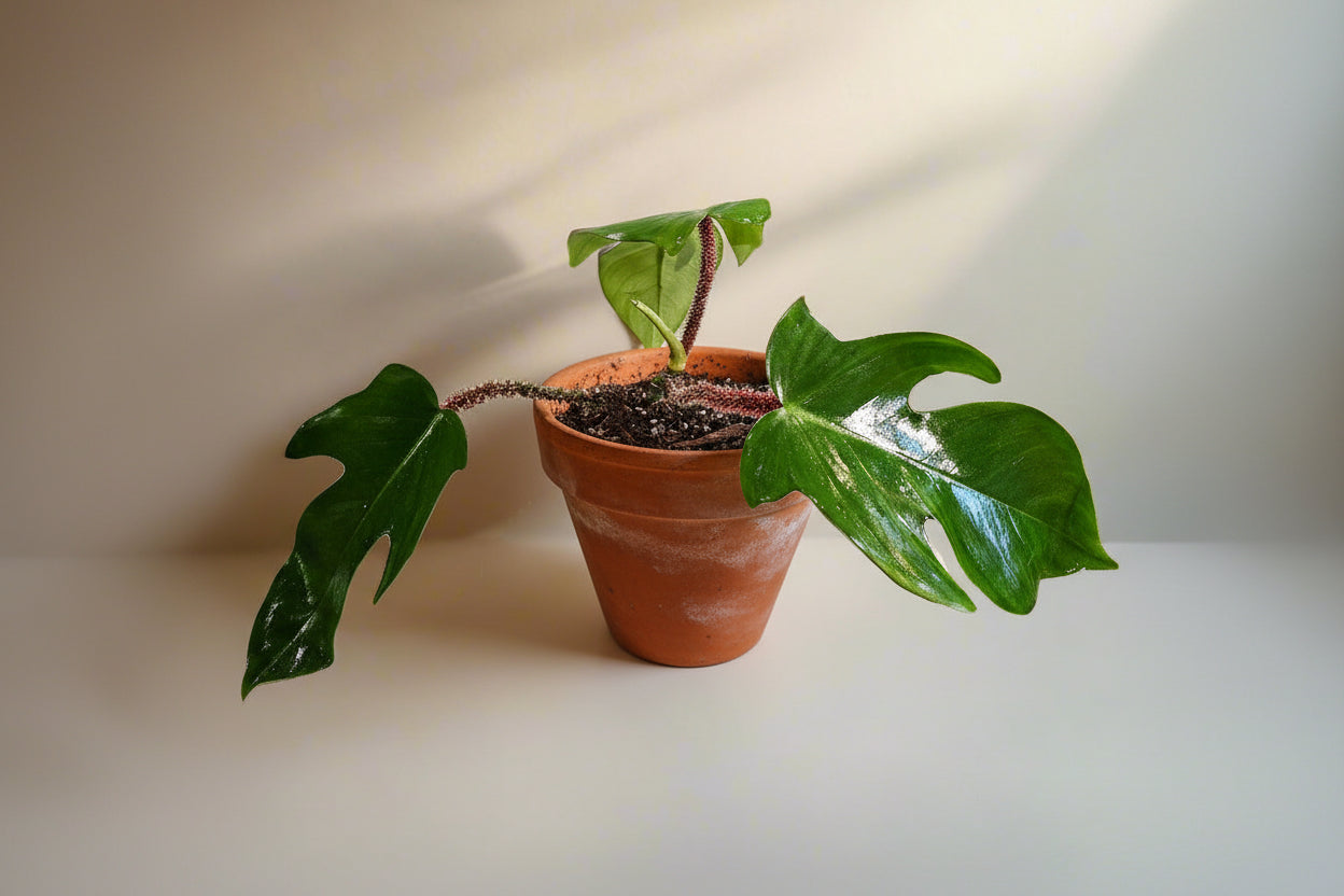Philodendron squamiferum stuns with fuzzy red stems and deeply lobed leaves. A rare climbing beauty that adds wild, textural drama to any indoor jungle!