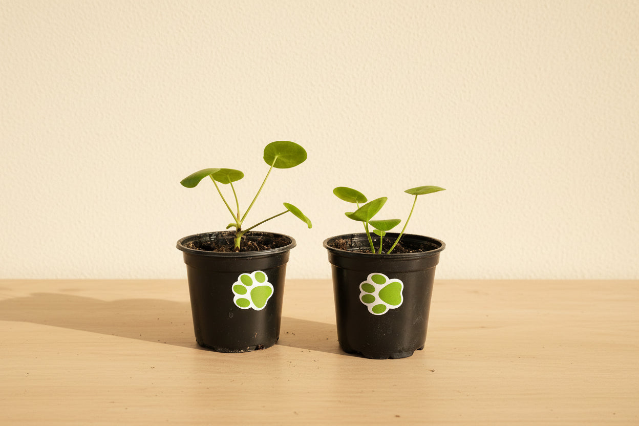 The Pilea Peperomioides, also known as the Chinese Money Plant, features round, coin-shaped leaves that bring a modern, playful look to any home.