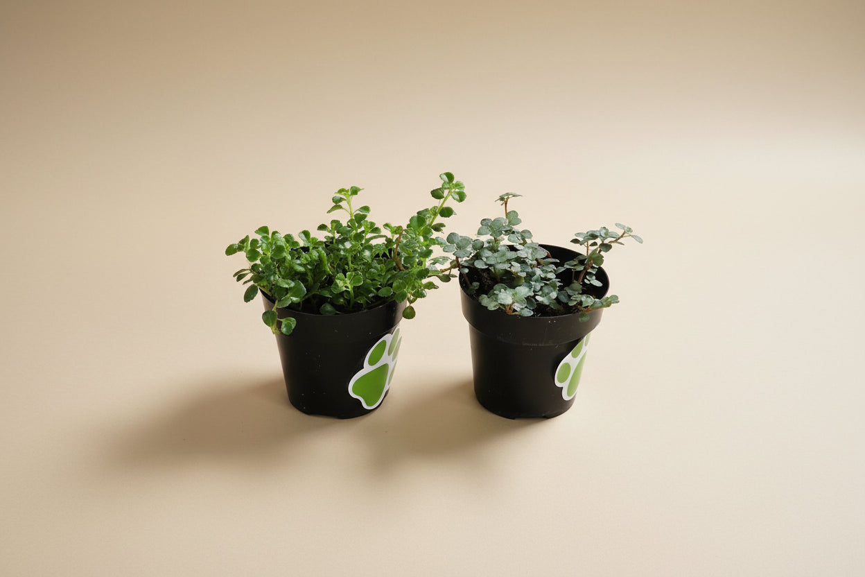 Pilea Plant Collection featuring playful leaf shapes and easy-care varieties. A curated mix of compact, pet-friendly houseplants perfect for shelves and gifts.
