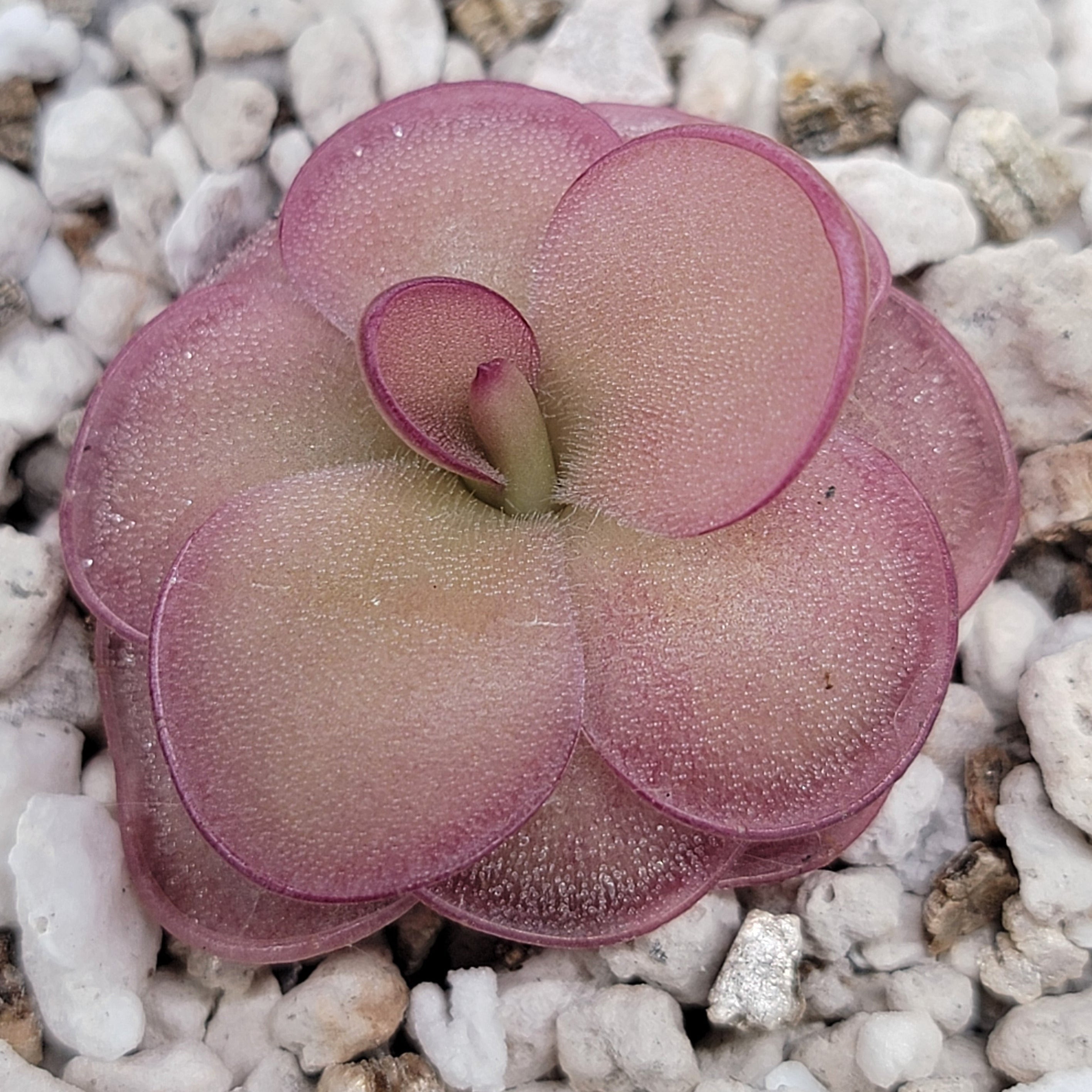 Rare Pinguicula laueana × ‘Huahuapan’ Red Clone with color-changing red foliage and purple blooms, a compact carnivorous butterwort perfect for collectors.