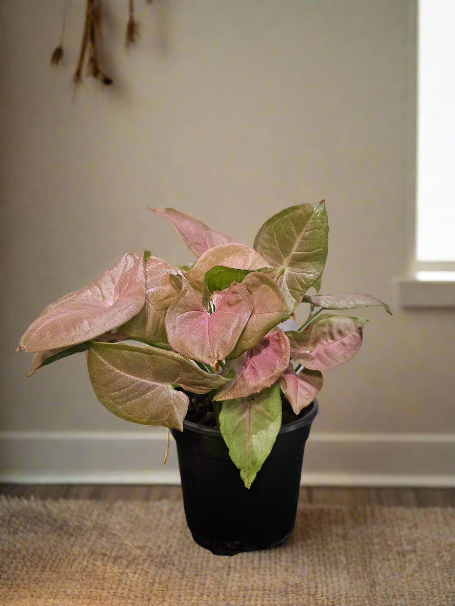 The Arrowhead Plant (Syngonium), also known as the Butterfly Plant, features unique arrow-shaped leaves that thrive in medium to low light. Perfect for darker spaces, this low-maintenance plant adds vibrant greenery to your home. Easy to care for and versatile, it’s ideal for beginners.