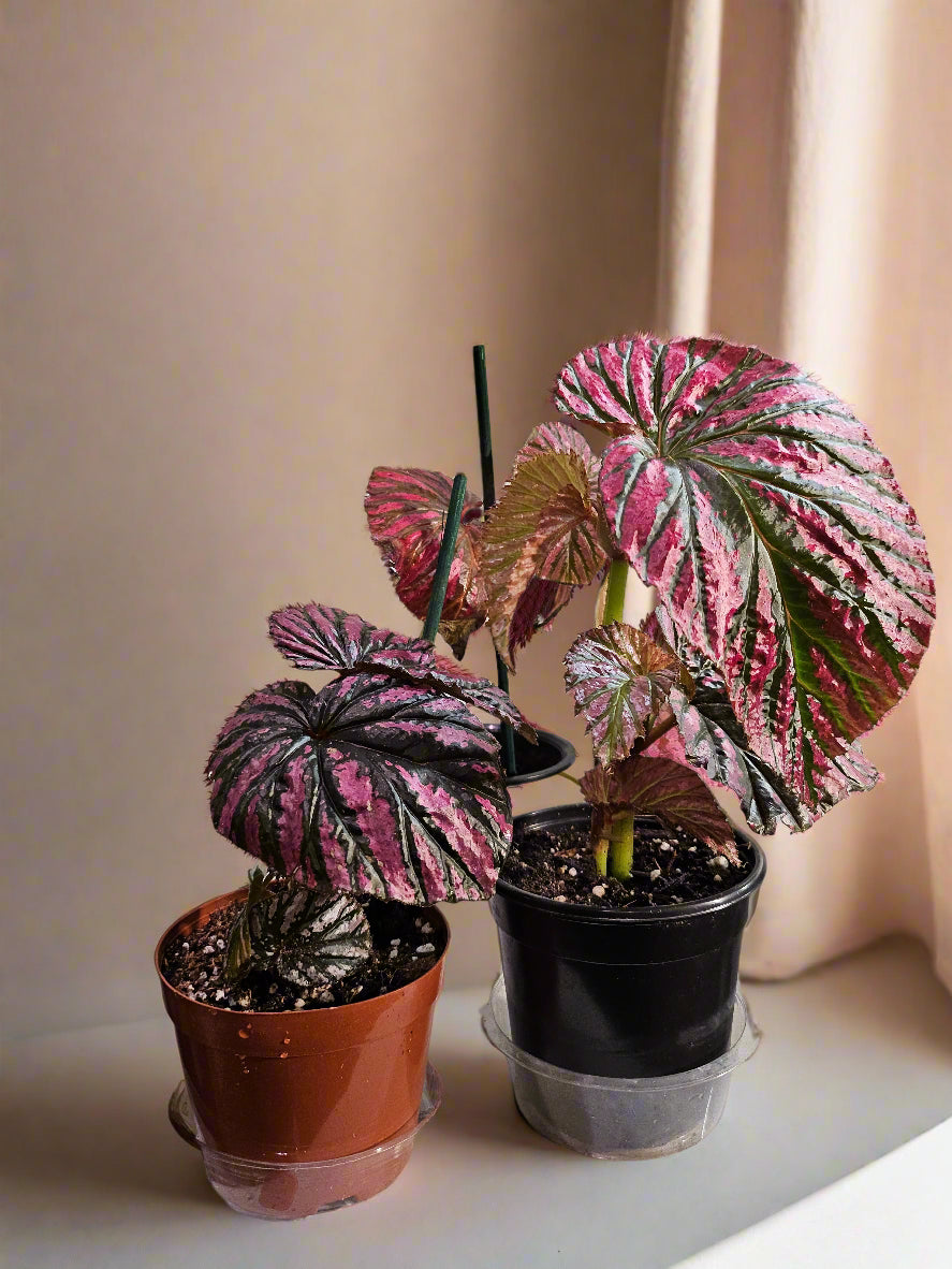 The Painted Leaf Exotica Begonia (Begonia brevirimosa ‘Exotica’) dazzles with bold, metallic pink streaks on lush green foliage, evoking hand-painted artistry.