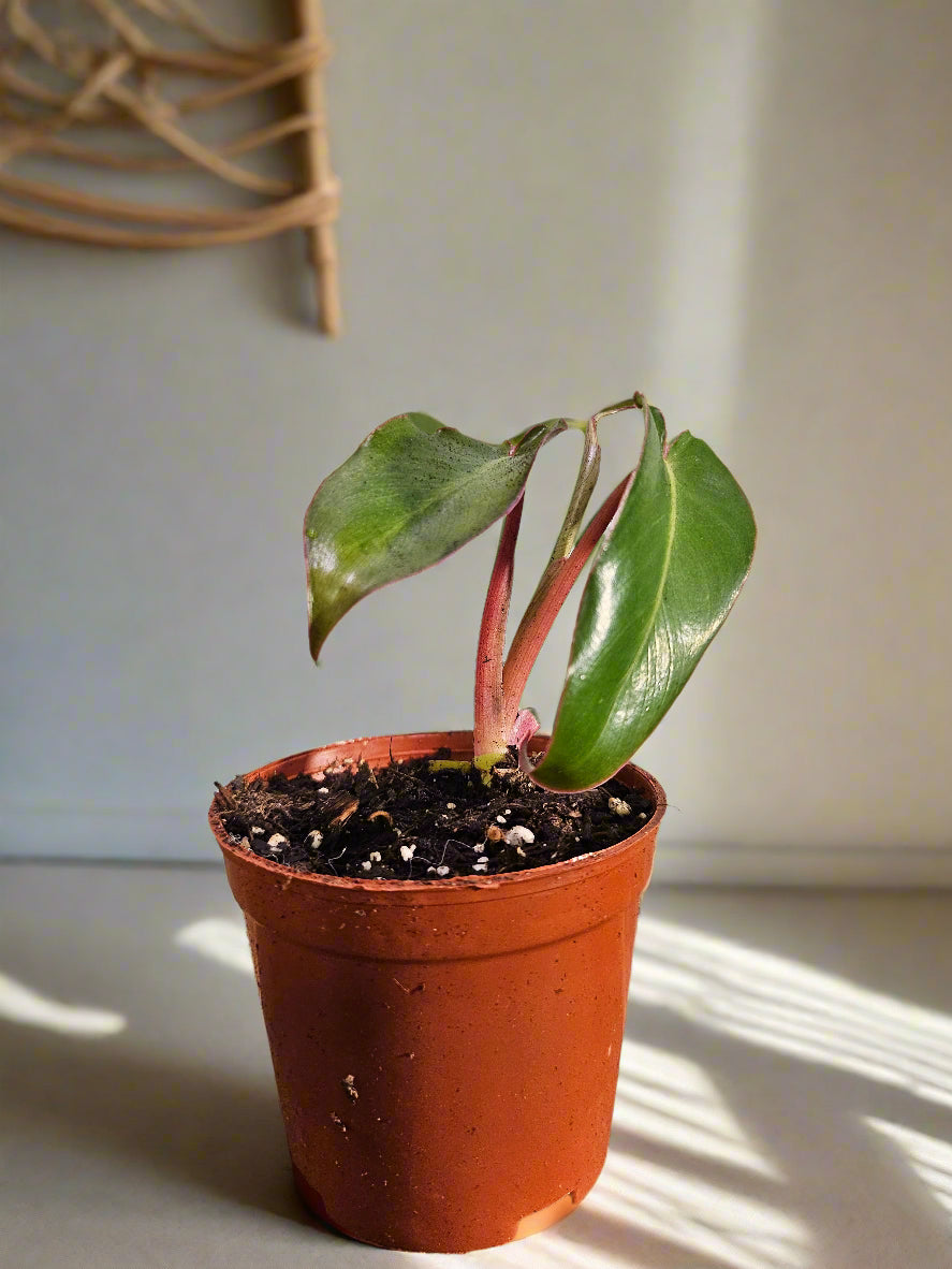 Rare and stunning, the Pink Princess Alocasia features bold pink variegation, glossy foliage, and tropical vibes—perfect for collectors and plant lovers.