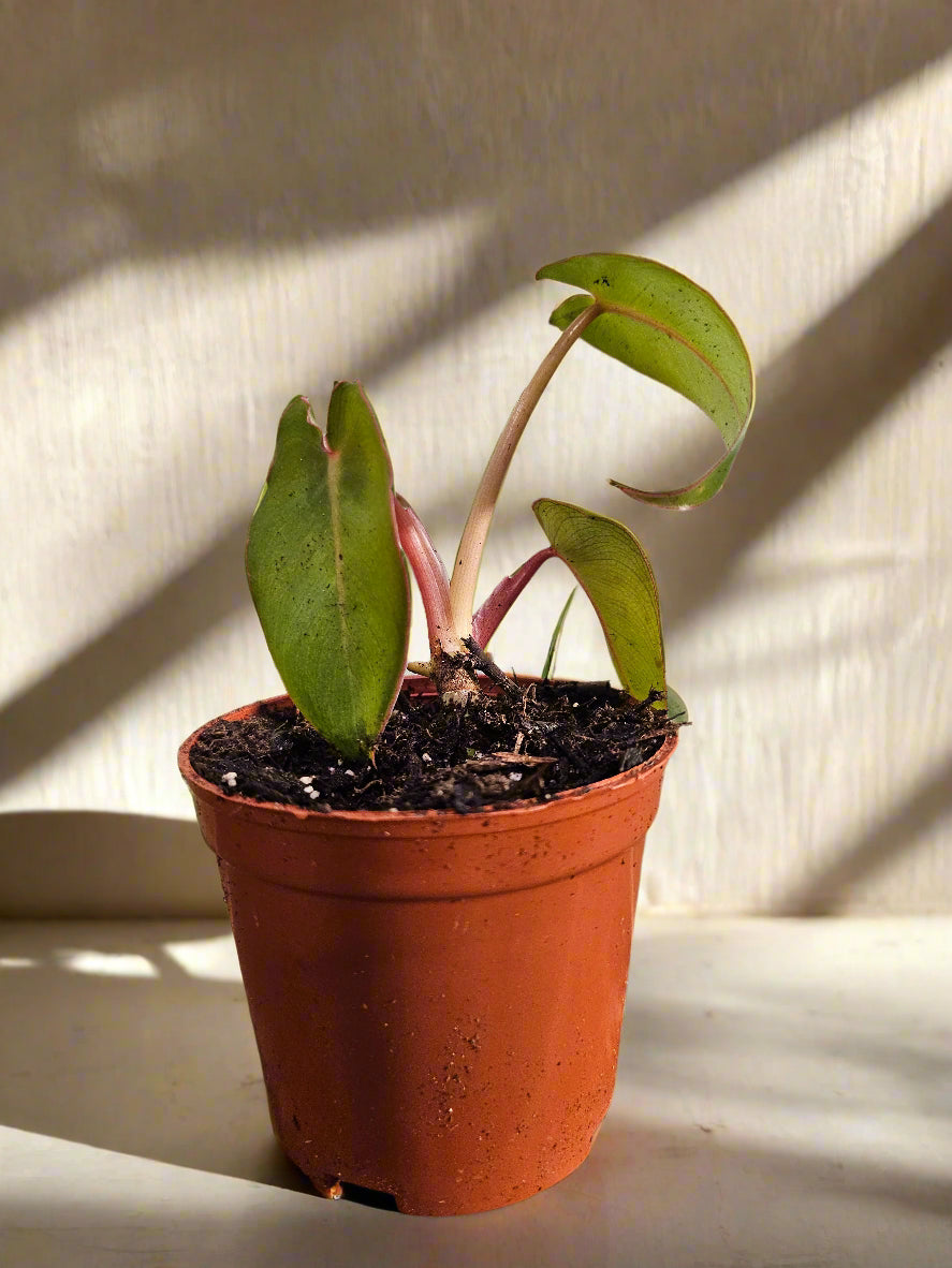 Rare and stunning, the Pink Princess Alocasia features bold pink variegation, glossy foliage, and tropical vibes—perfect for collectors and plant lovers.