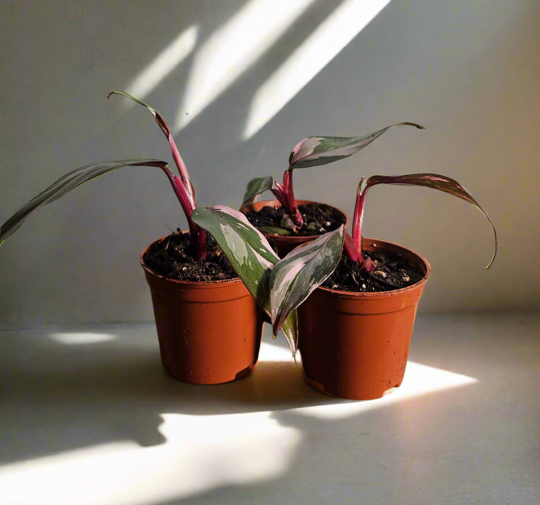 The Pink Princess Philodendron is a highly sought-after houseplant known for its stunning pink variegation. With dark green leaves splashed with vibrant pink and white, it’s a favorite among collectors. Thriving in bright, indirect light, this plant adds bold color to any space.