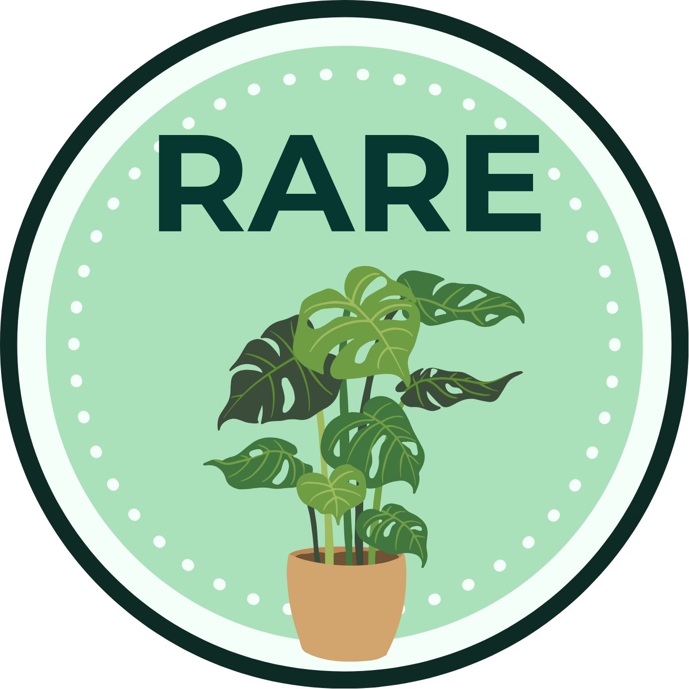 Alocasia Pink Princess 6" Rare Plant