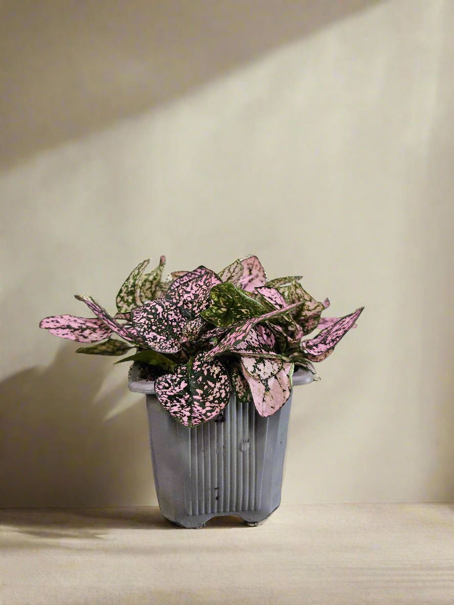 The Polka Dot Plant adds playful charm with its speckled leaves in pink, red, or white—perfect for desks, terrariums, and bright indoor spots.