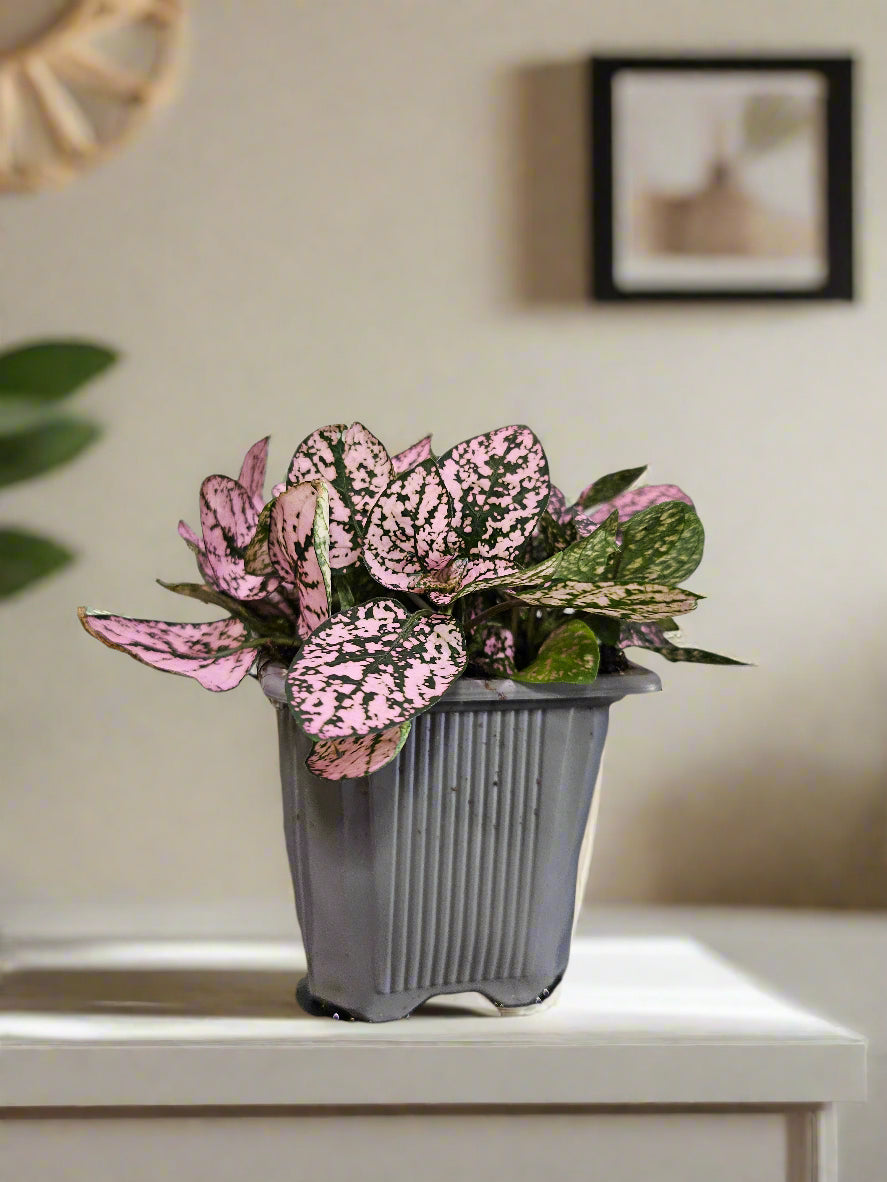 The Polka Dot Plant adds playful charm with its speckled leaves in pink, red, or white—perfect for desks, terrariums, and bright indoor spots.