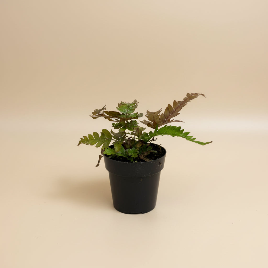 Pteris ‘Tricolor’ fern with soft green, bronze, and pink-toned fronds. Elegant, easy-care houseplant perfect for bright indirect light and humid spaces.