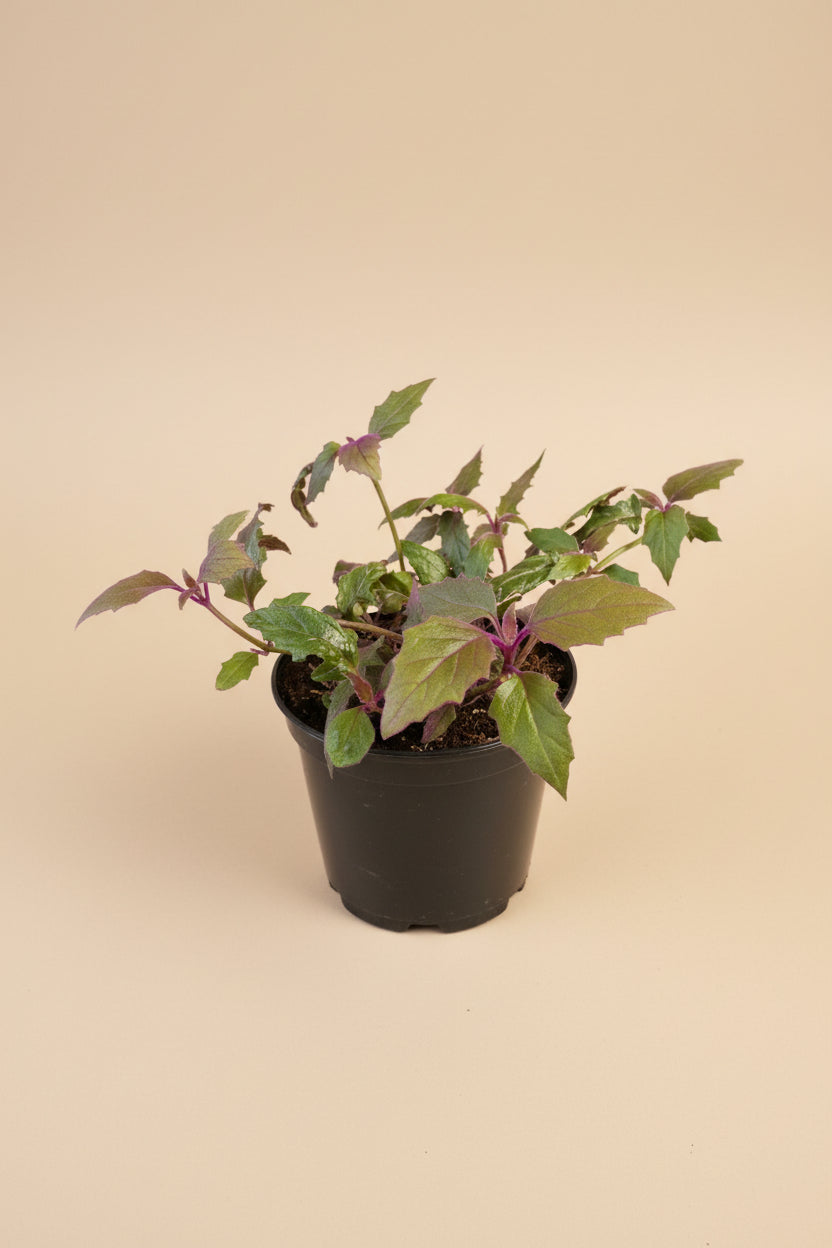 Purple Passion Plant (Gynura aurantiaca) features velvety purple foliage and fast growth. A bold, easy-care houseplant that adds vibrant color and texture indoors.