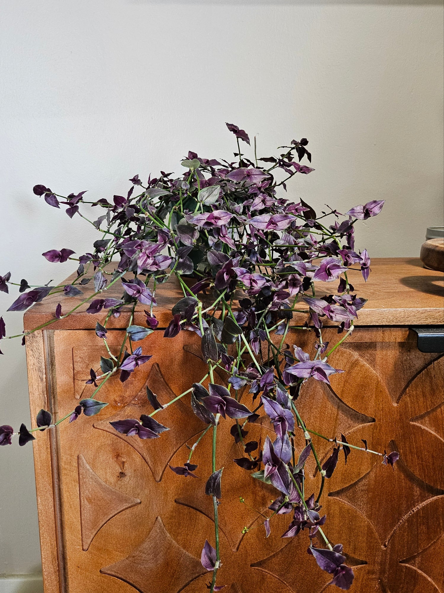 Purple Tahitian Bridal Veil trails with purple-green vines and tiny white blooms—easy-care, pet-safe, and perfect for soft, romantic indoor displays.