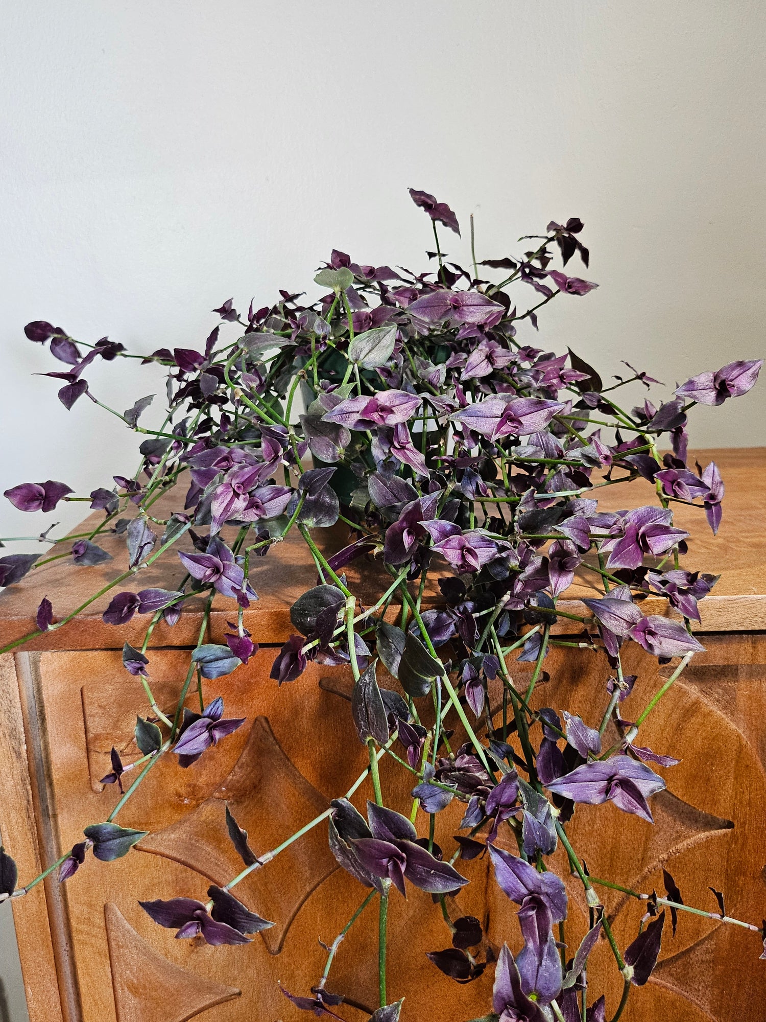 Purple Tahitian Bridal Veil trails with purple-green vines and tiny white blooms—easy-care, pet-safe, and perfect for soft, romantic indoor displays.