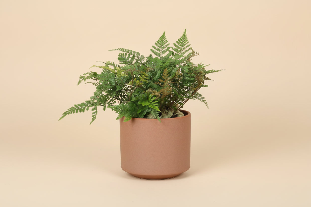 Rabbit’s Foot Fern 4" plant (Davallia fejeensis) with soft fuzzy rhizomes and lush green fronds. Thrives in medium light. Perfect indoor fern.